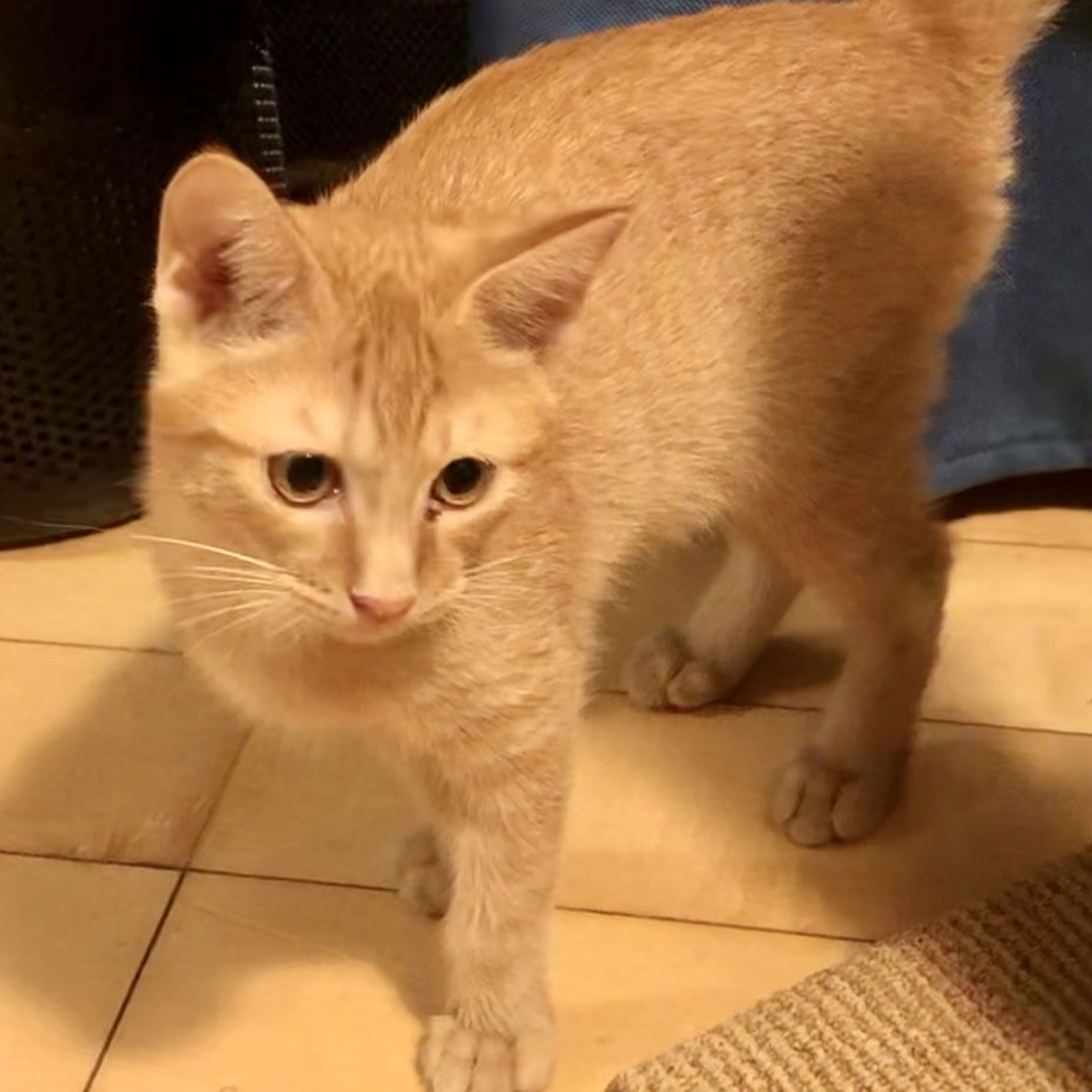 pet-image-6