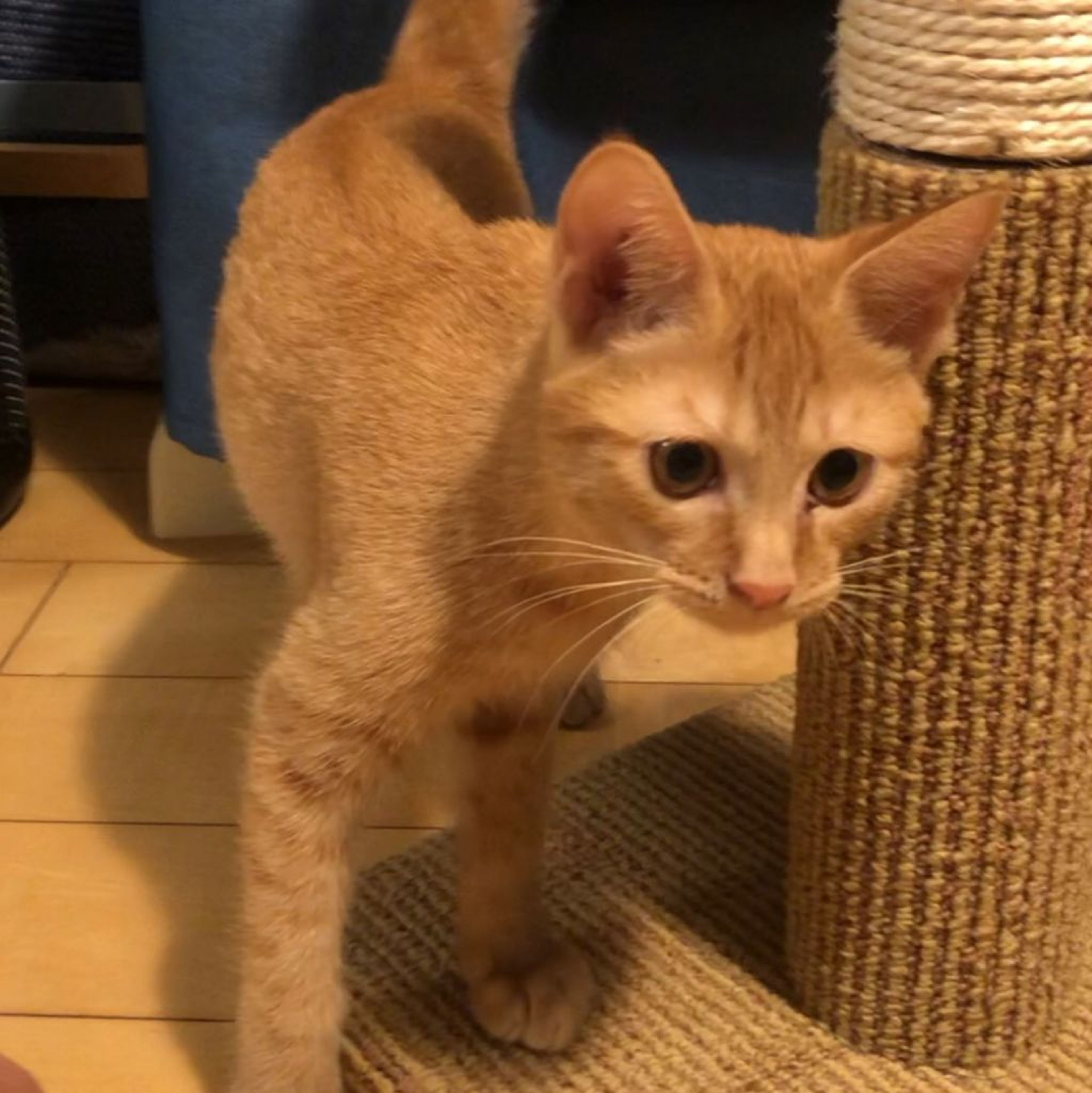 pet-image-7