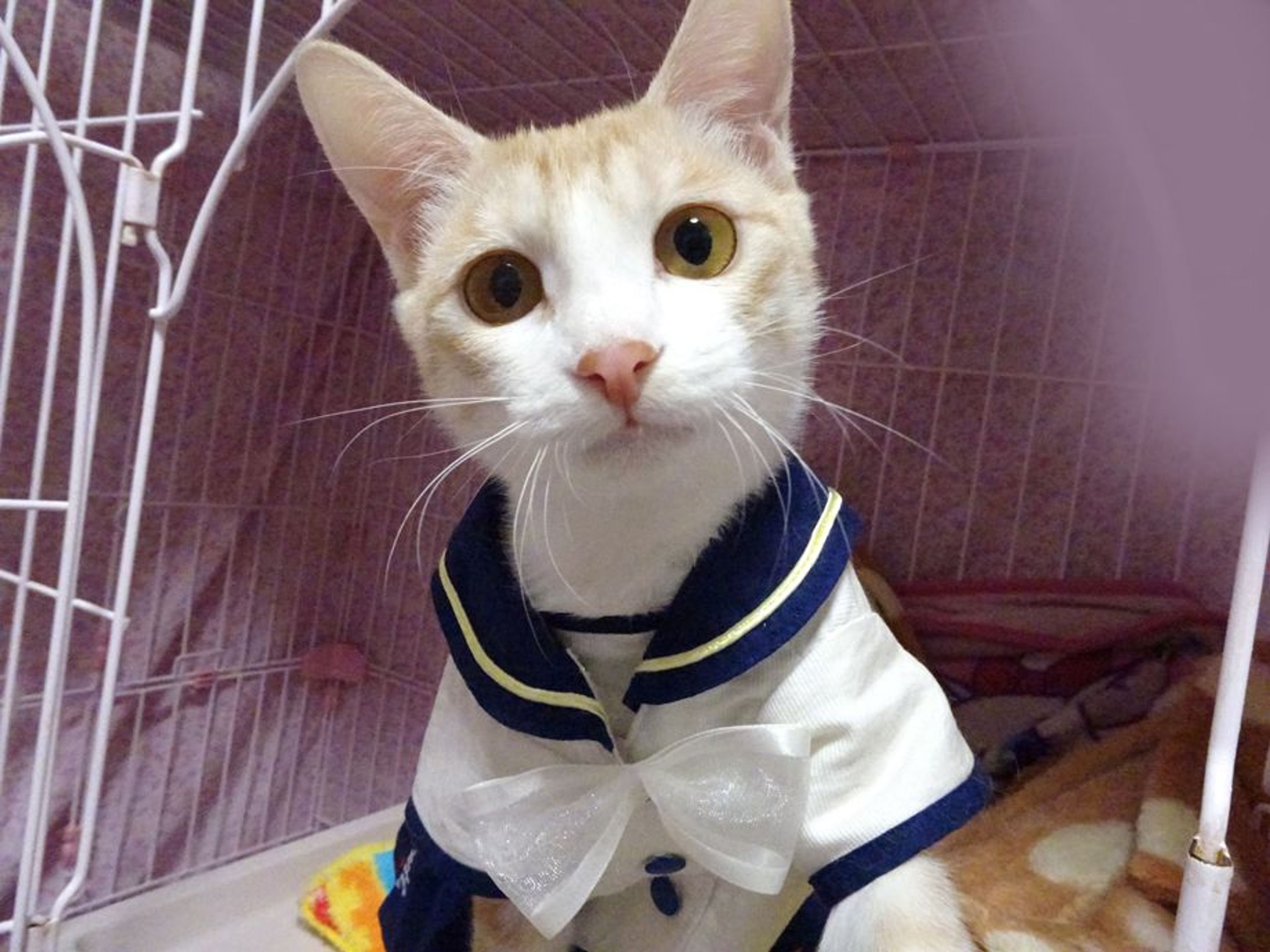 雑種（ミックス猫）・メスの里親募集の写真