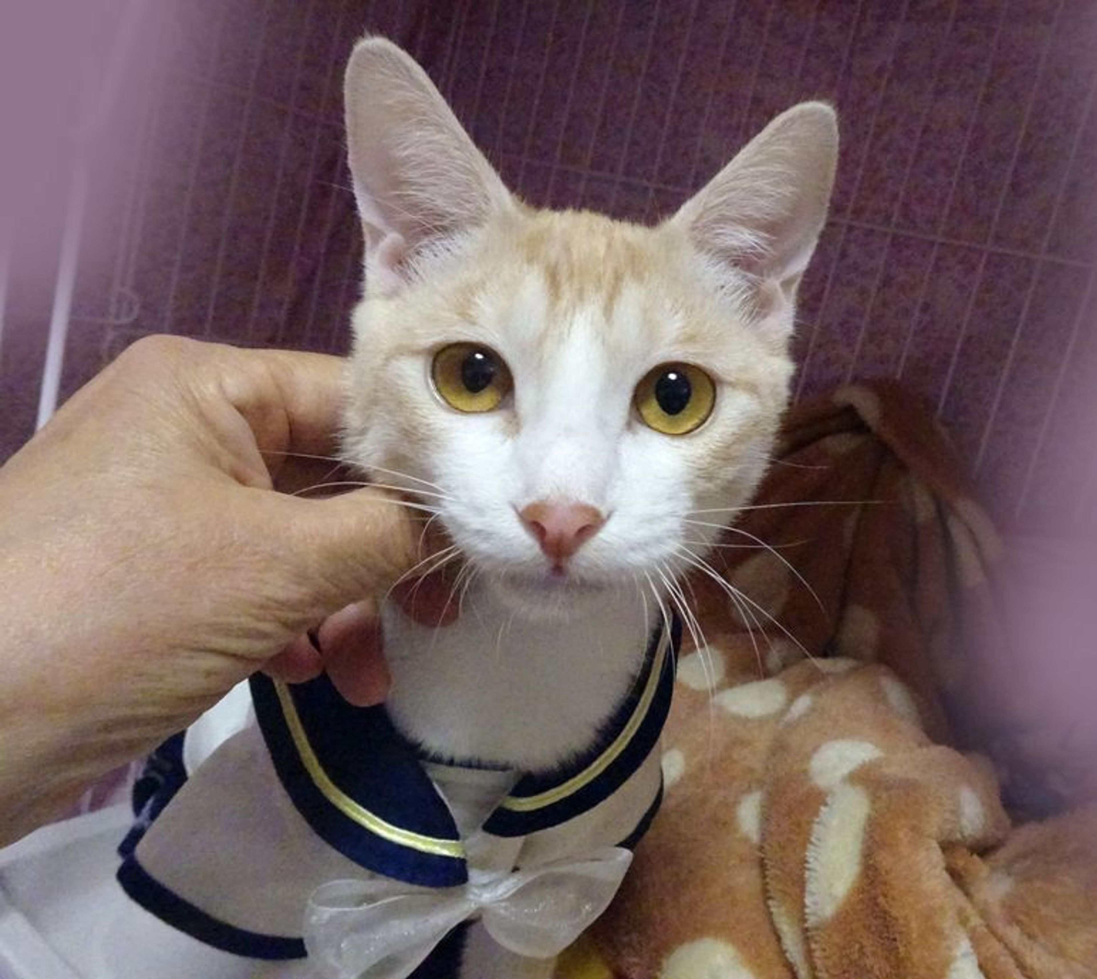 pet-image-2