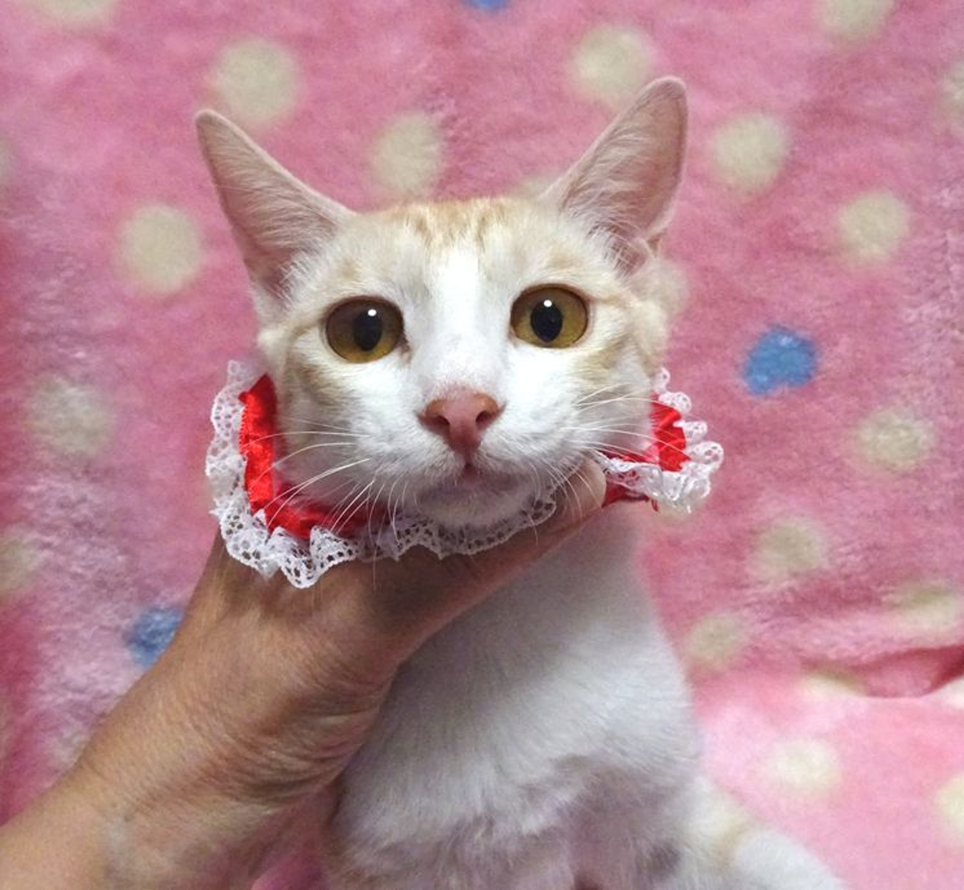 pet-image-4