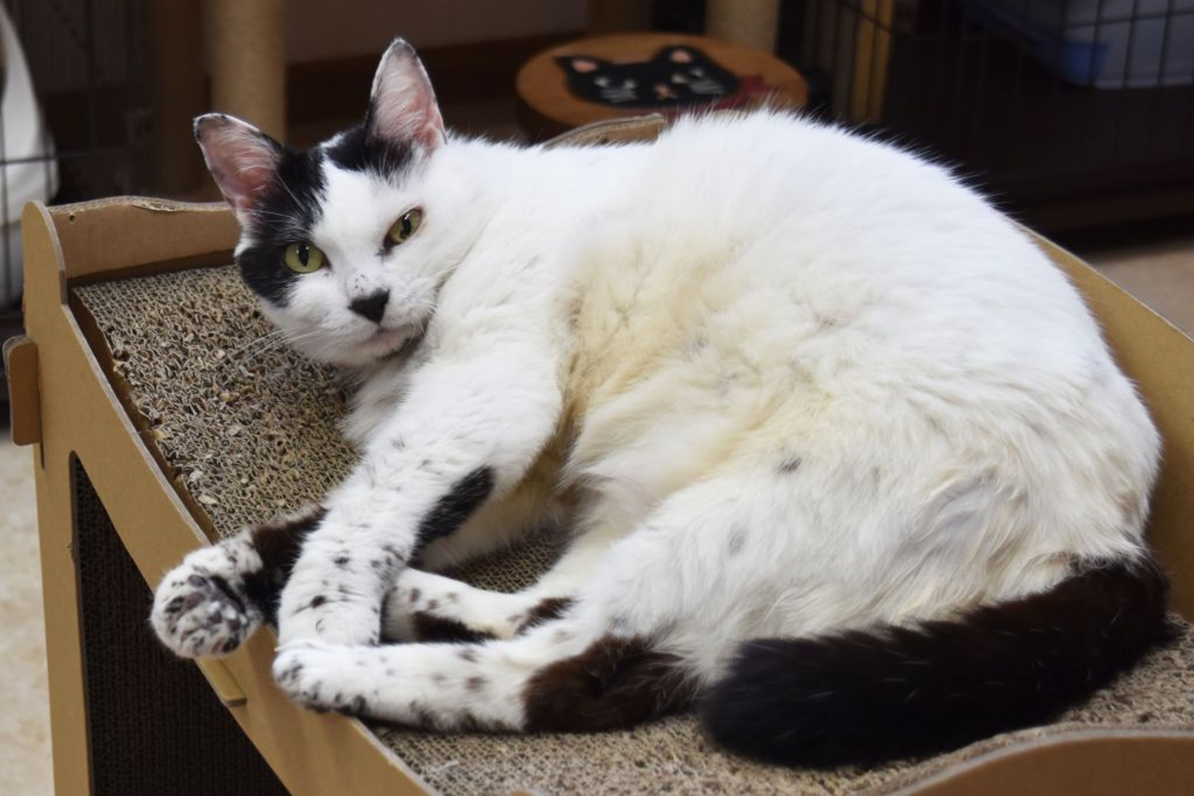 pet-image-3