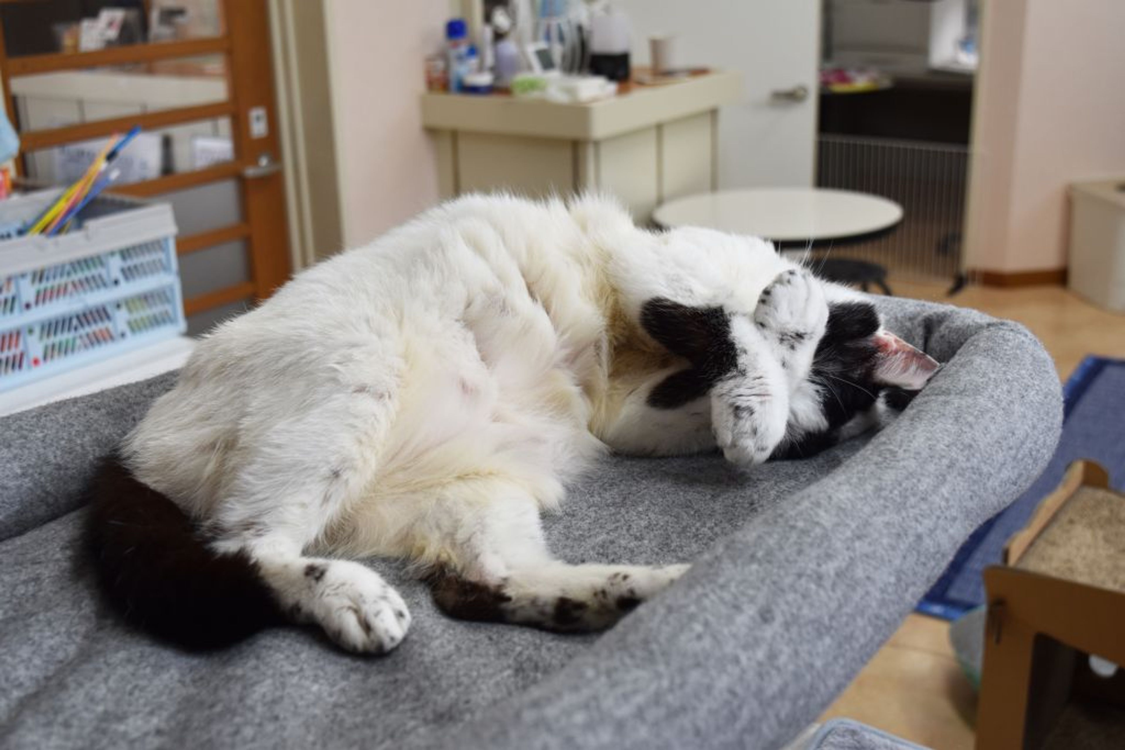 pet-image-4