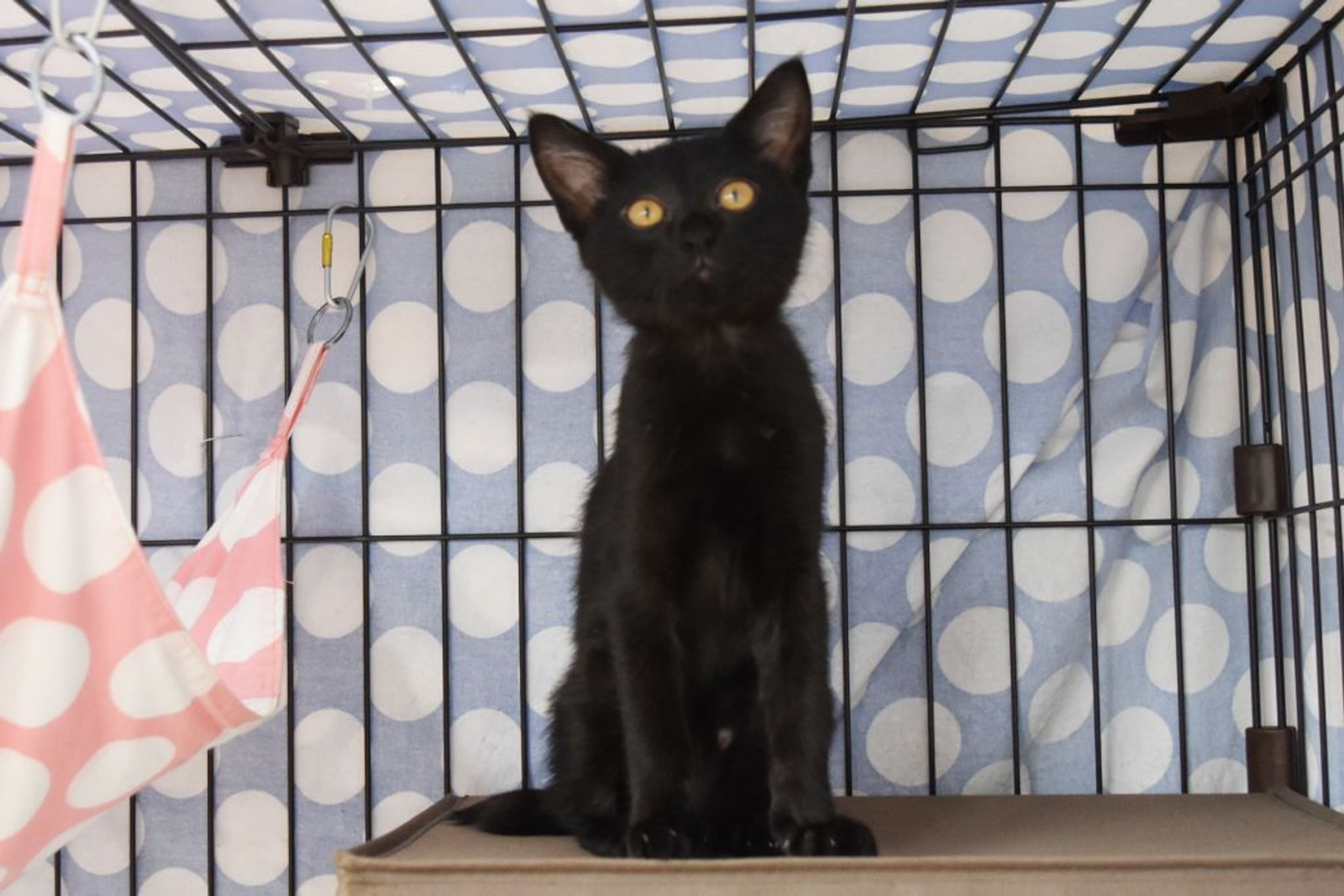 pet-image-2