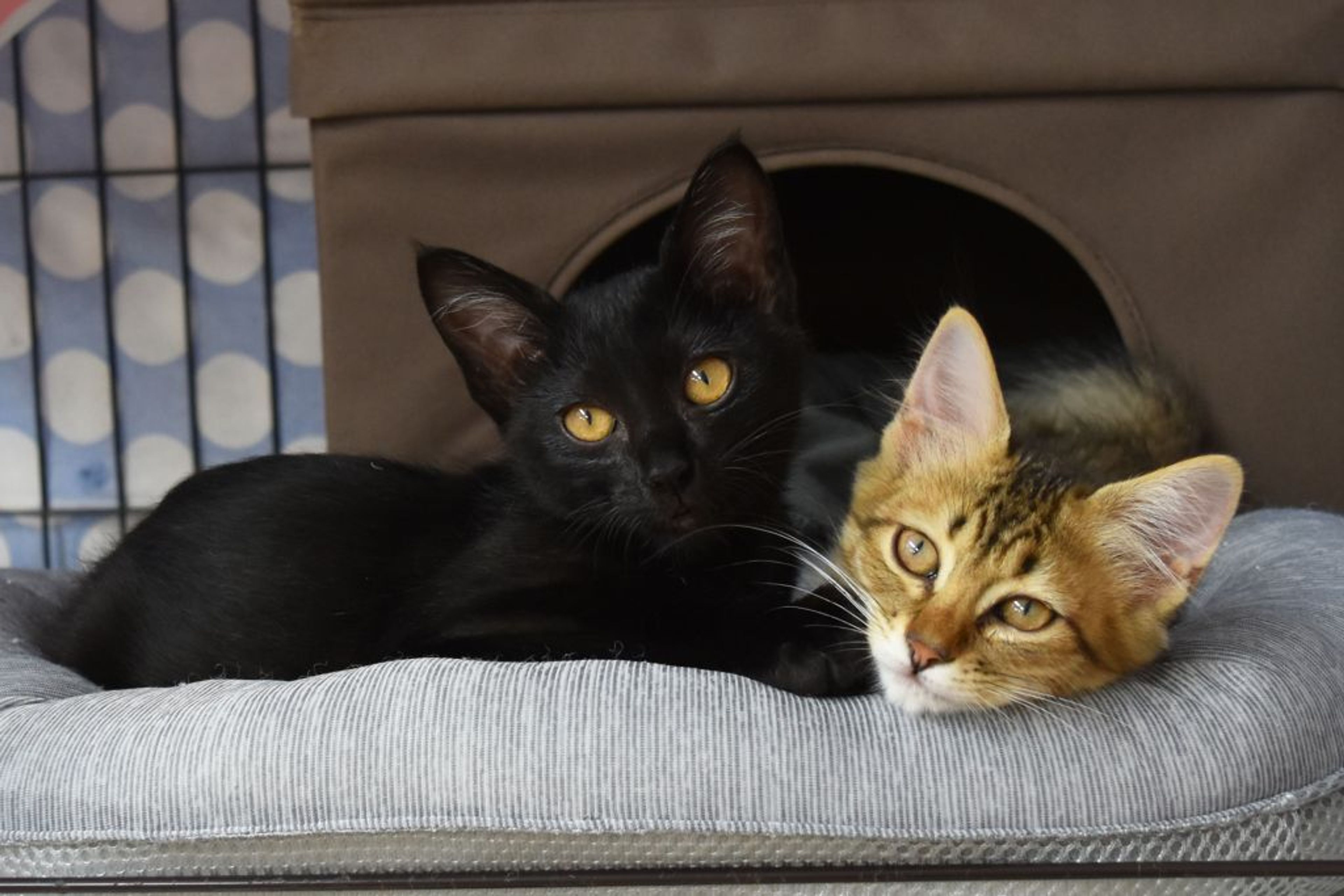 pet-image-3