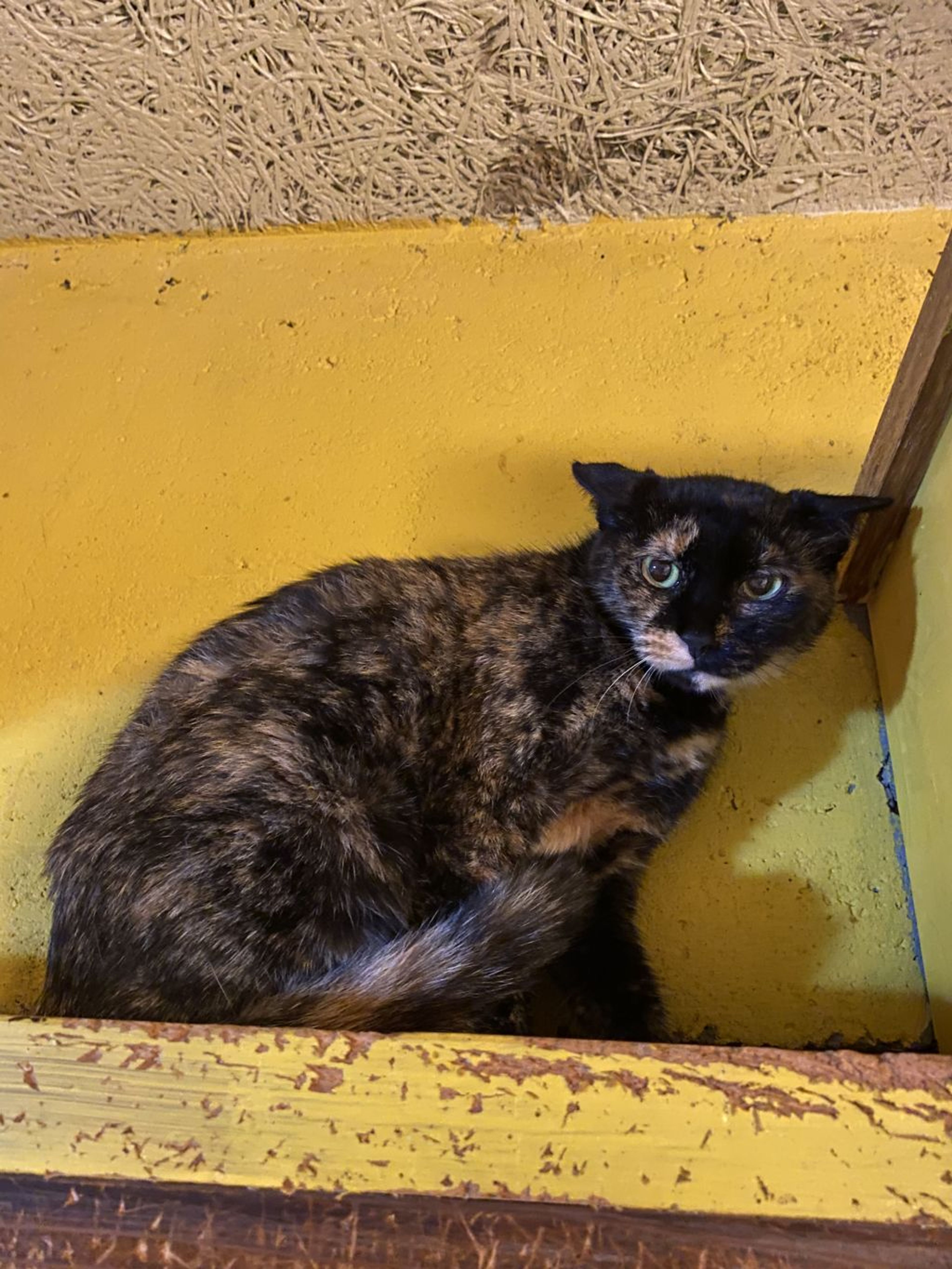 pet-image-2