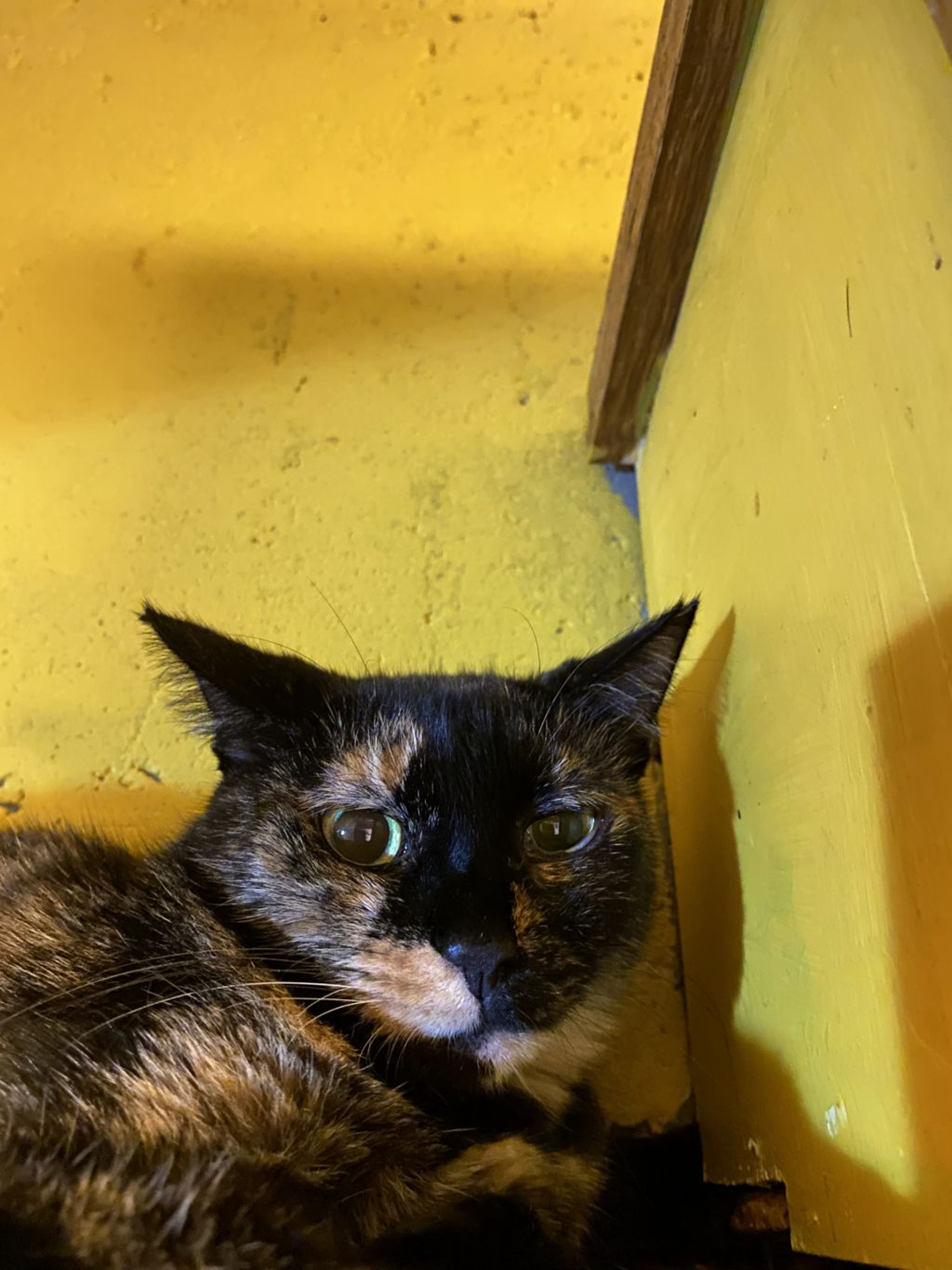 pet-image-3