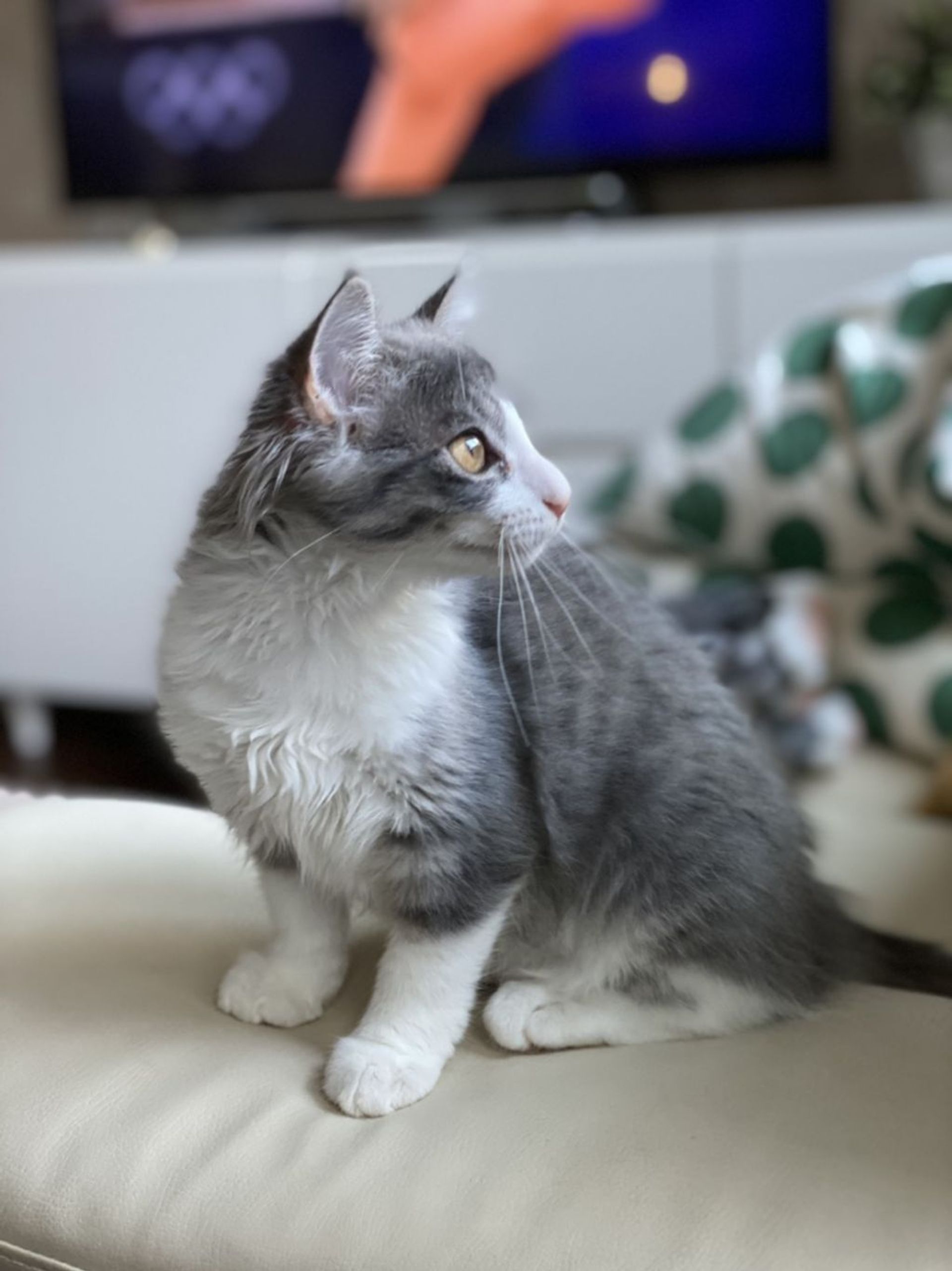 雑種（ミックス猫）・メスの里親募集の写真