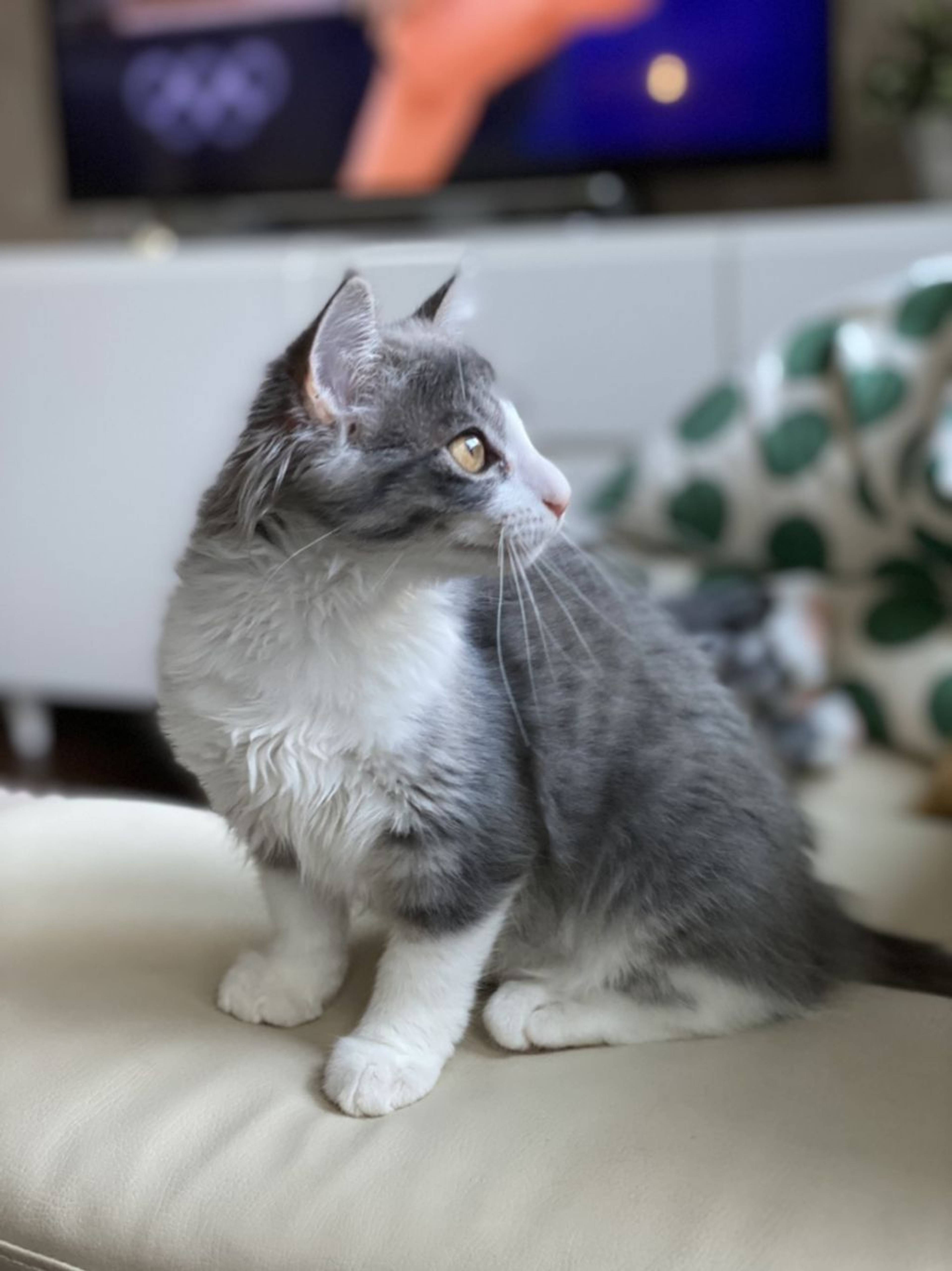 雑種（ミックス猫）・メスの里親募集の写真