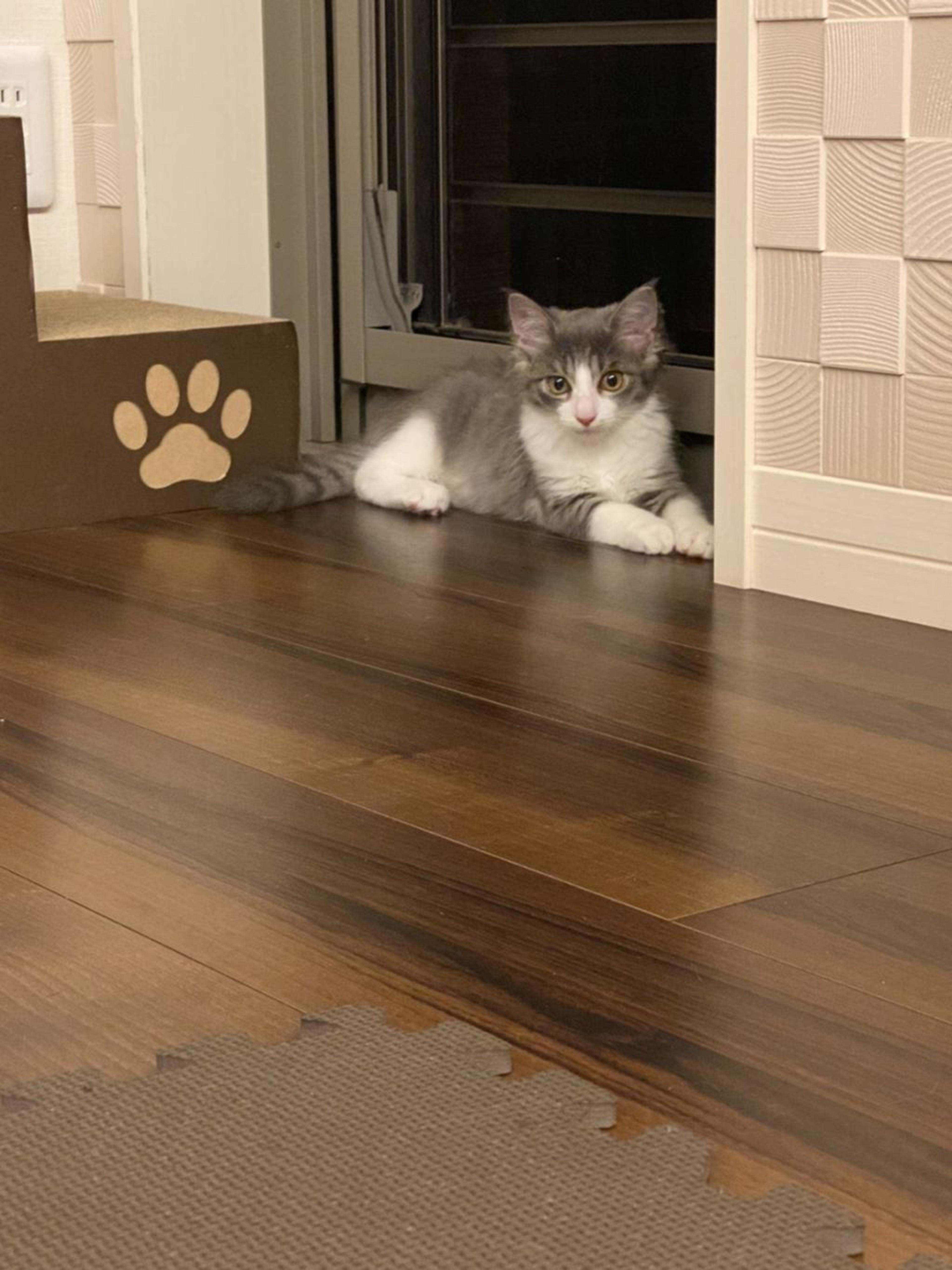 pet-image-2