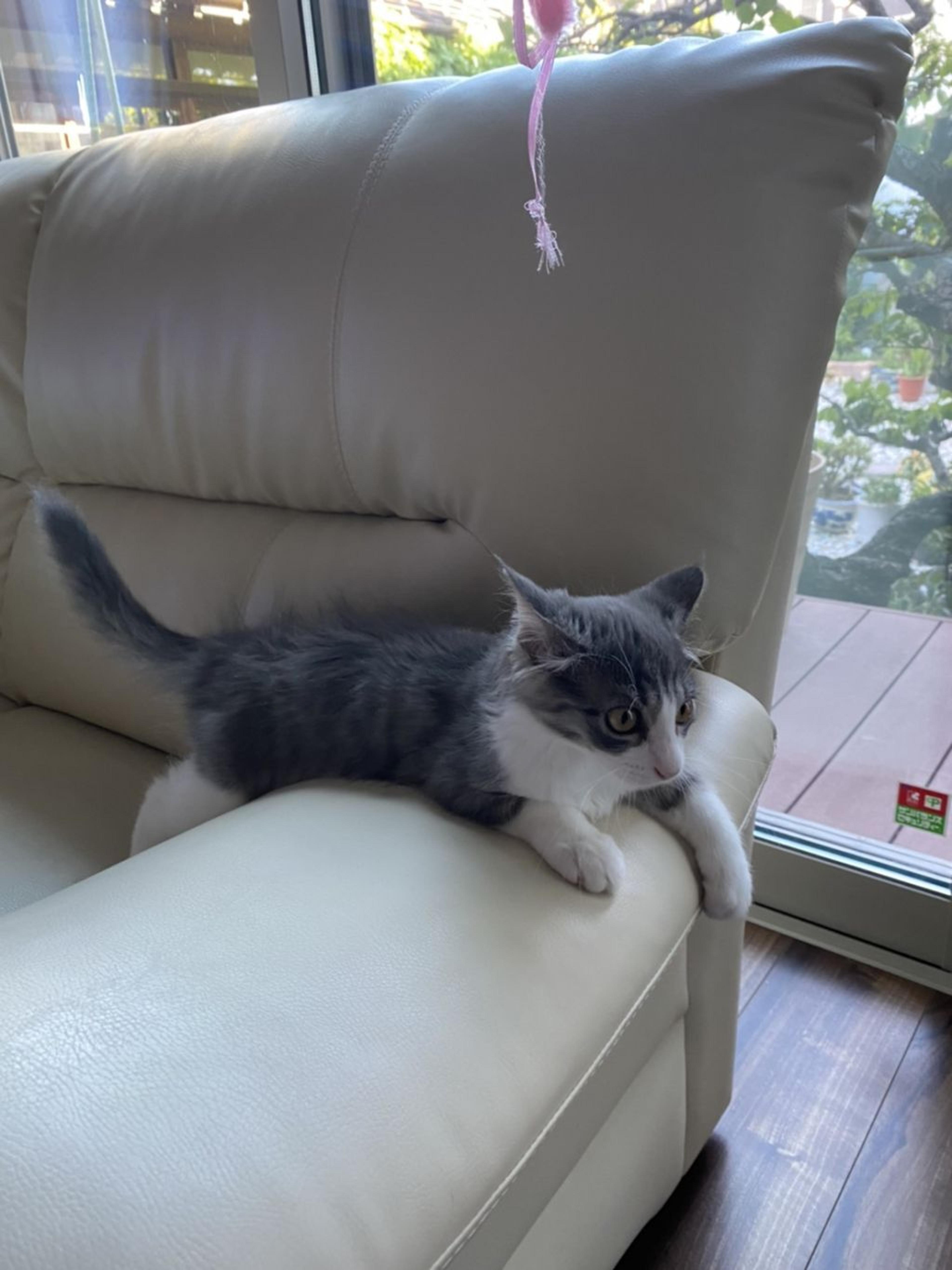 pet-image-3