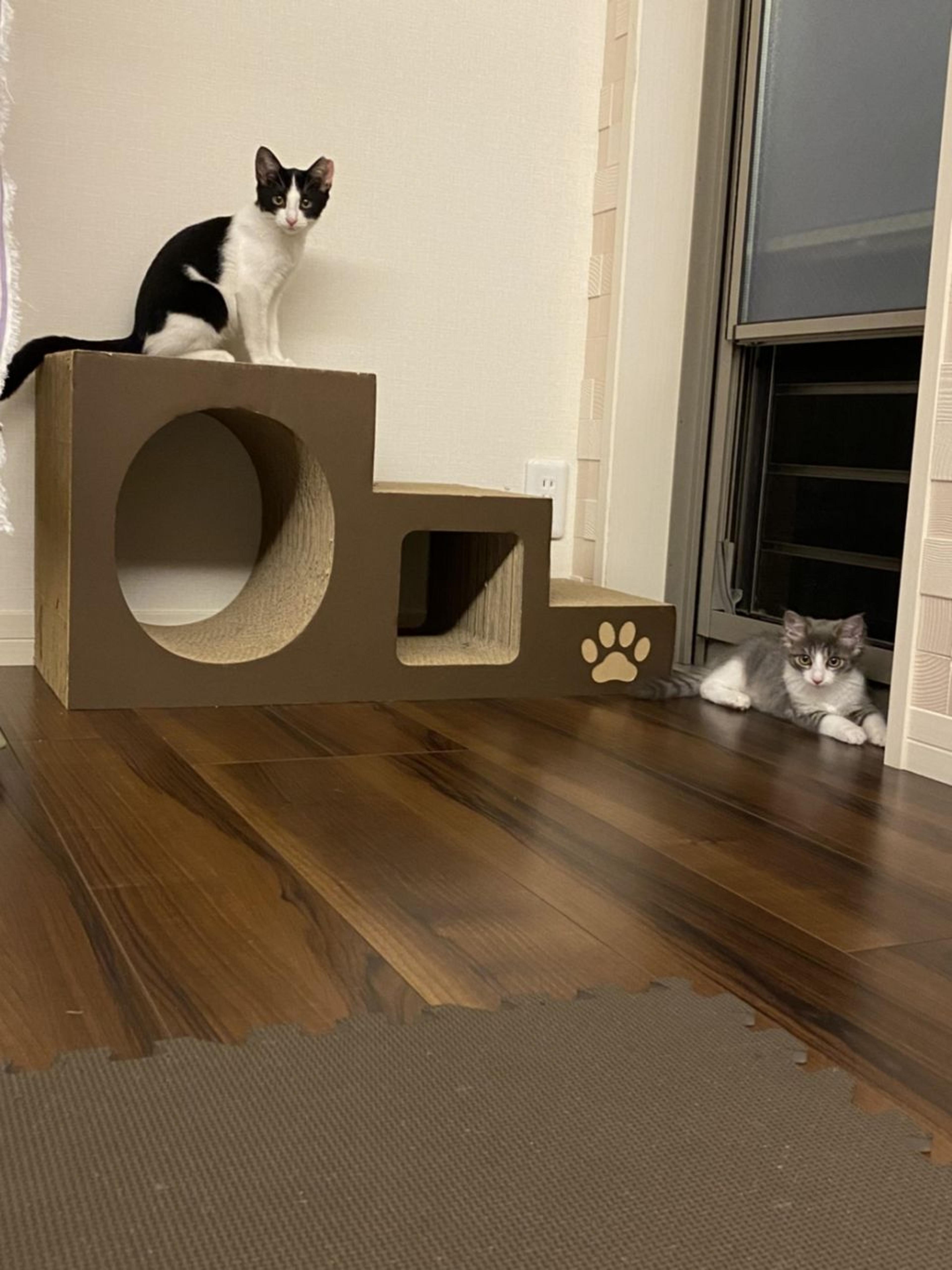 pet-image-4