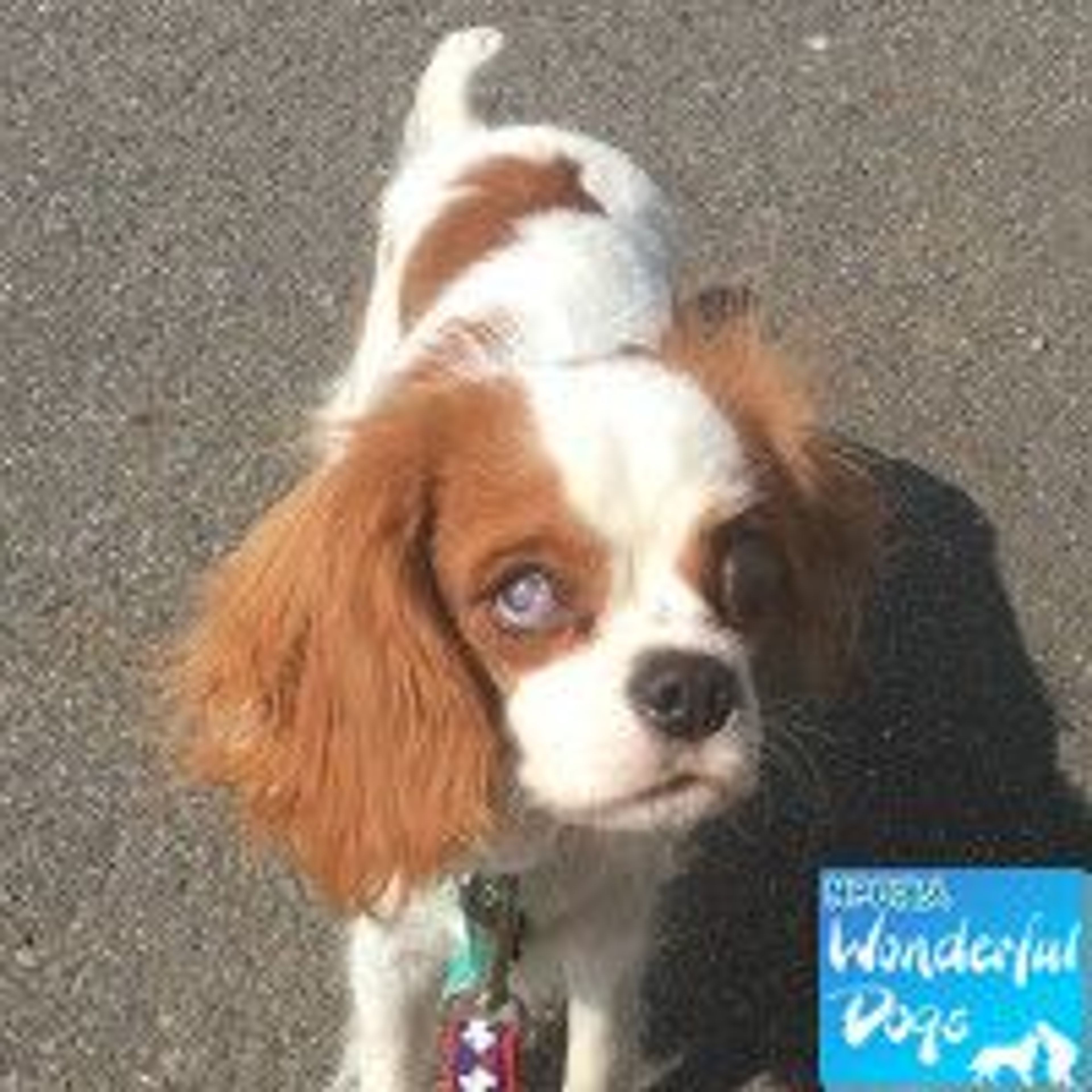キャバリア・キング・チャールズ・スパニエル・メスの里親募集の写真