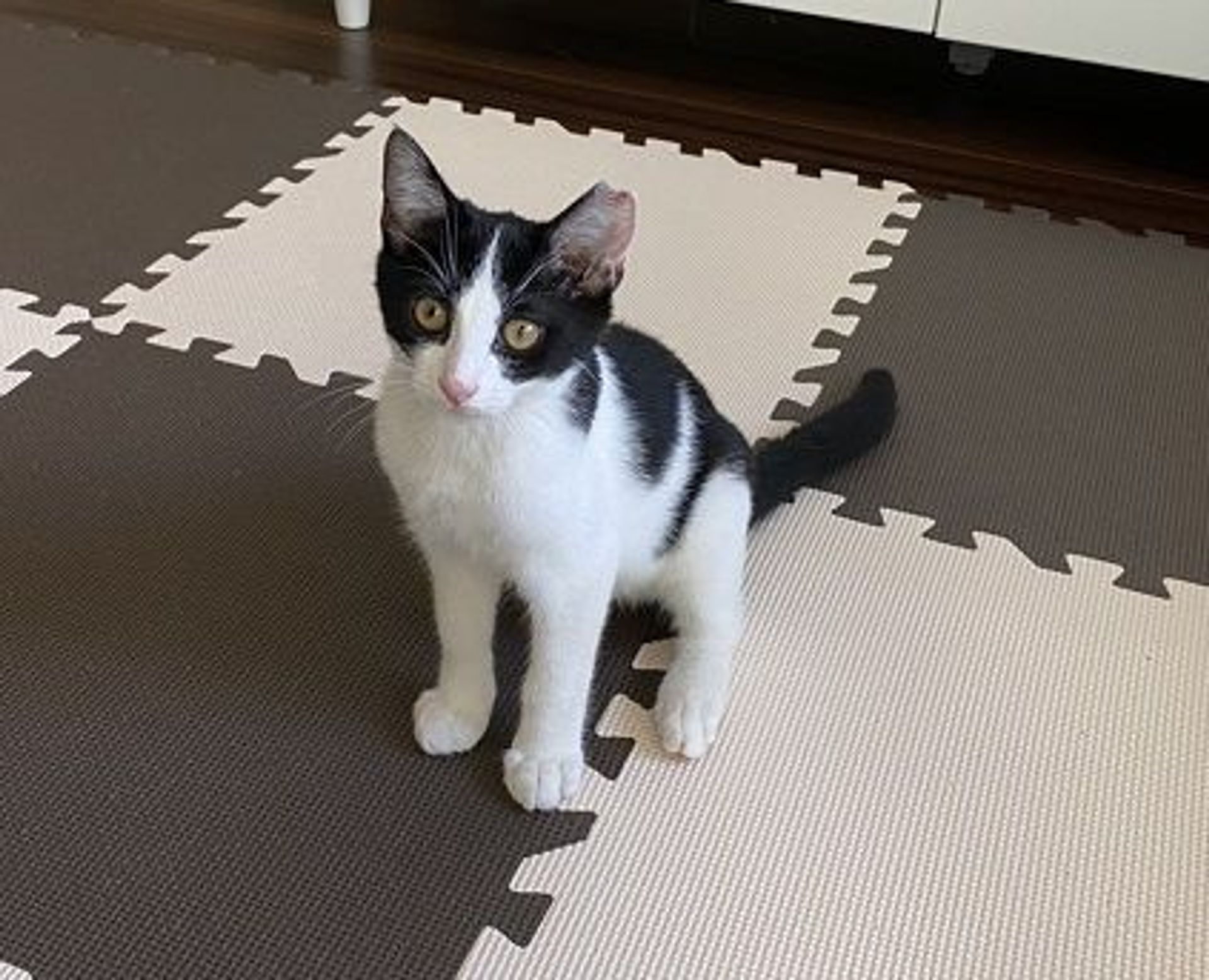雑種（ミックス猫）・オスの里親募集の写真