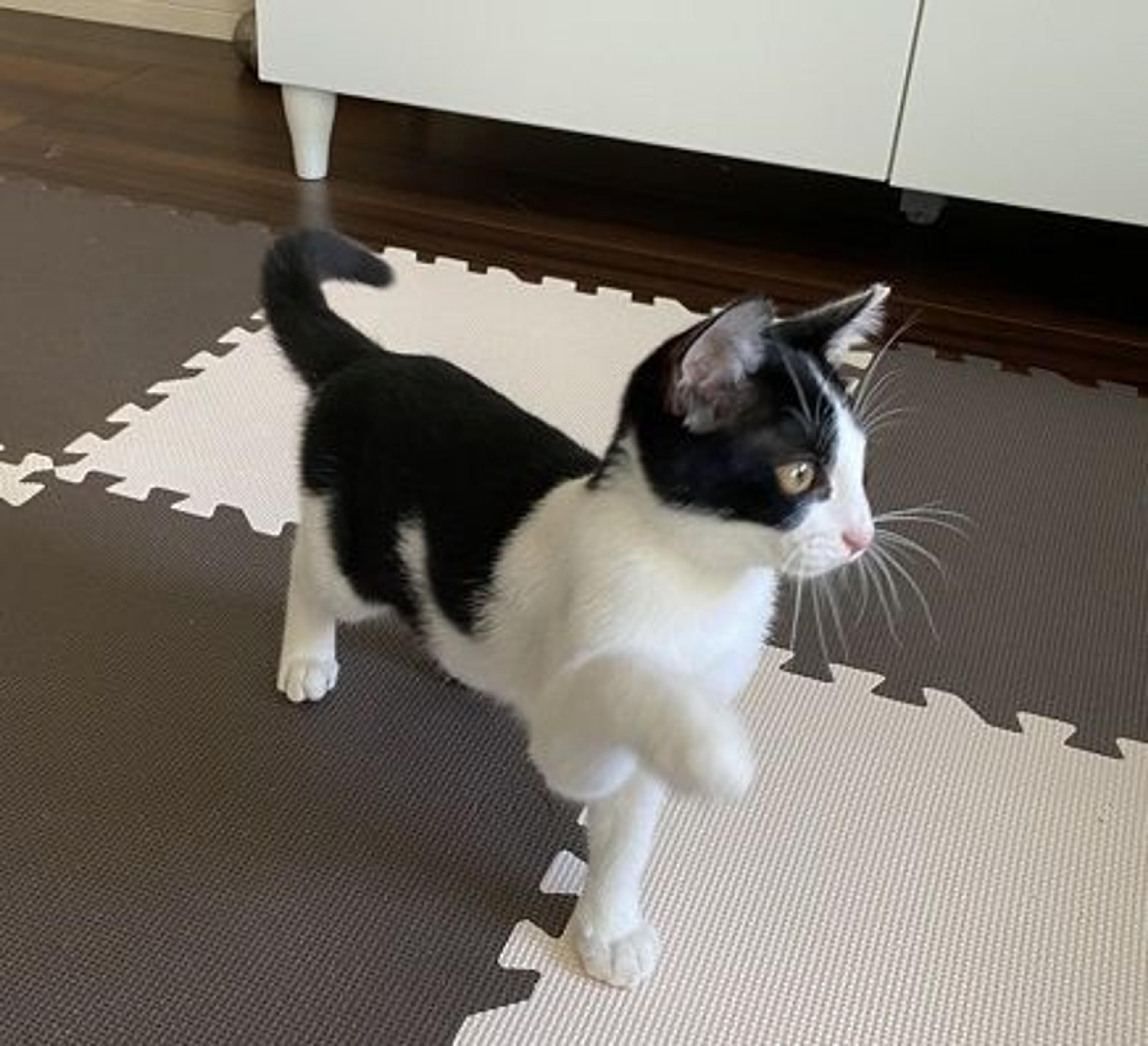 pet-image-2