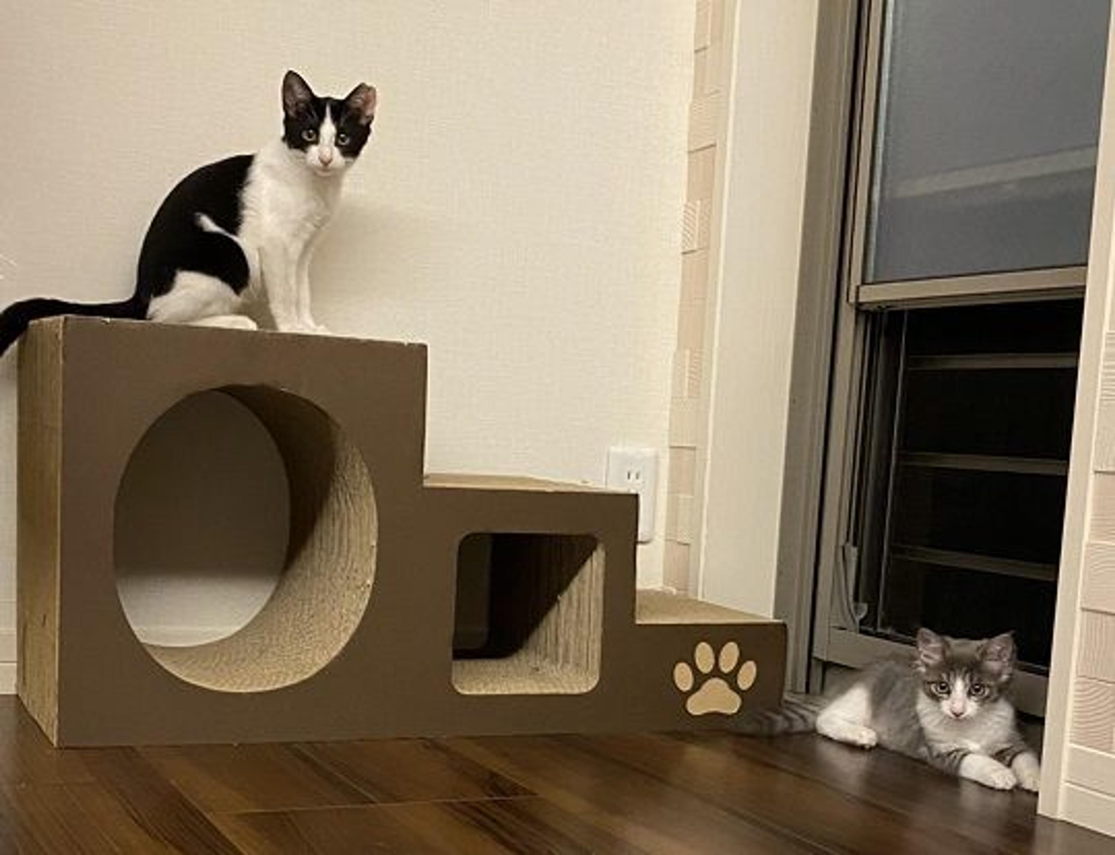 pet-image-3