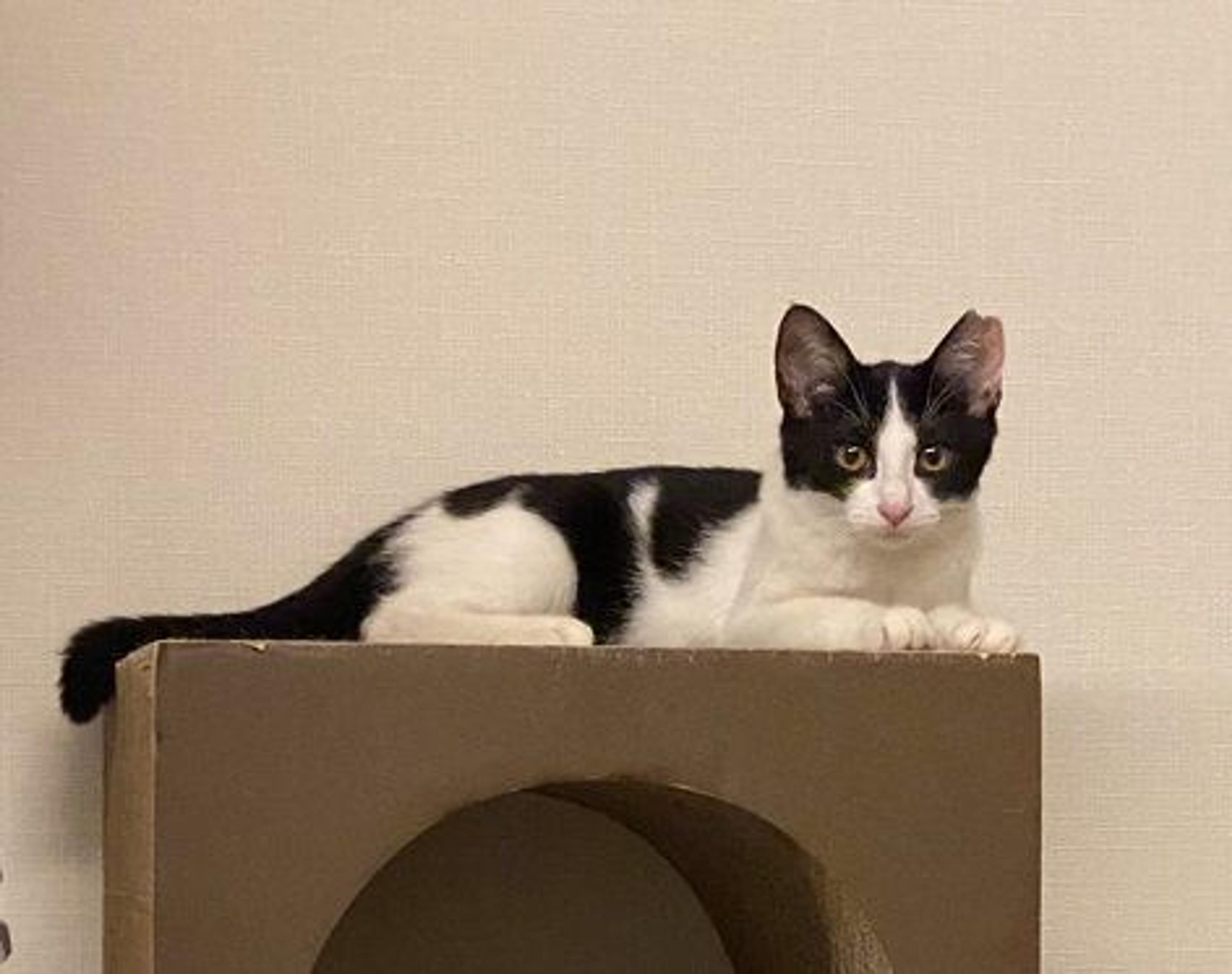 pet-image-4