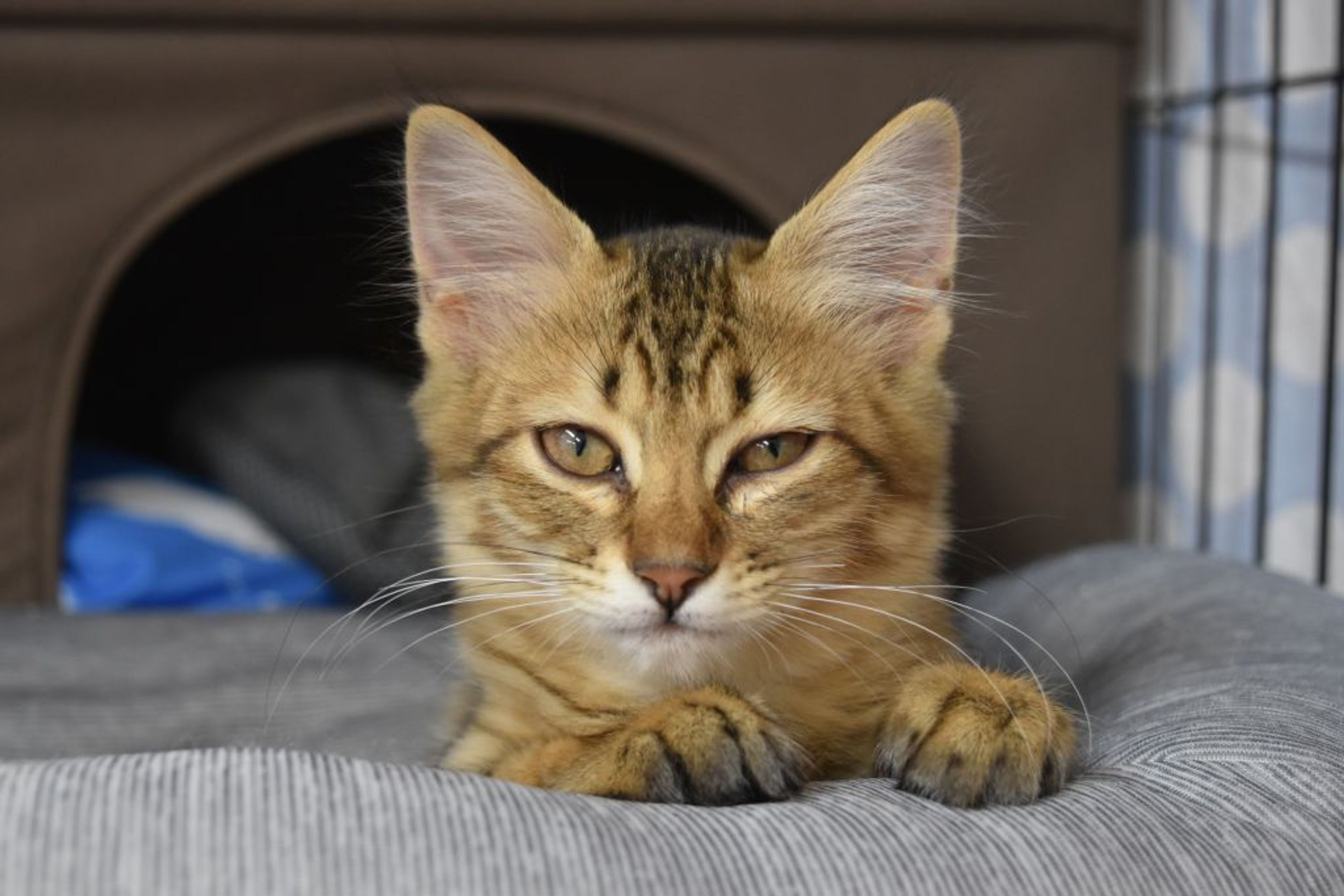 雑種（ミックス猫）・メスの里親募集の写真