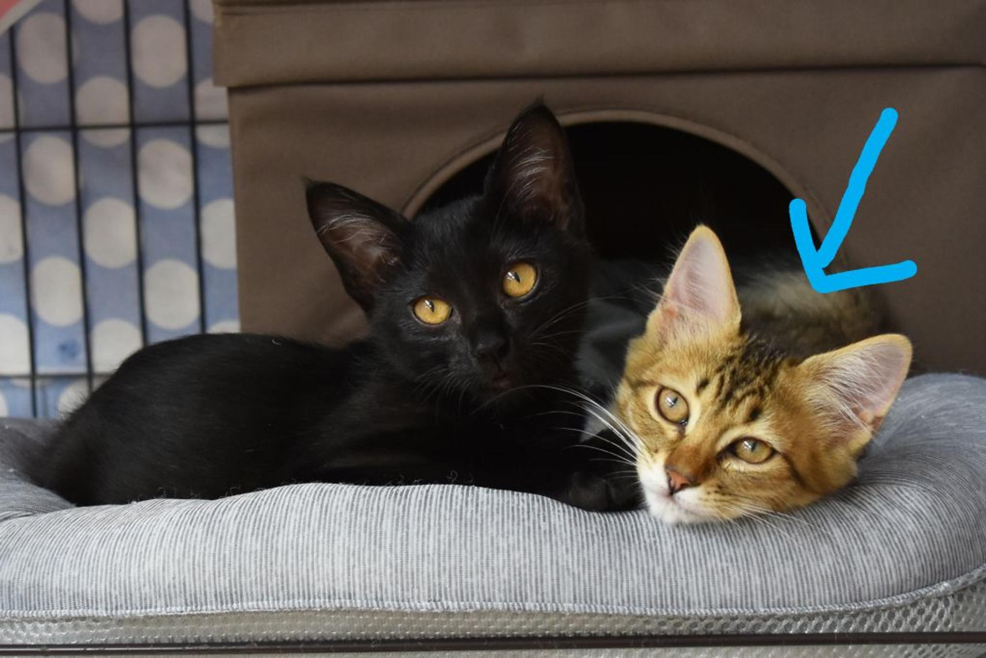 pet-image-3