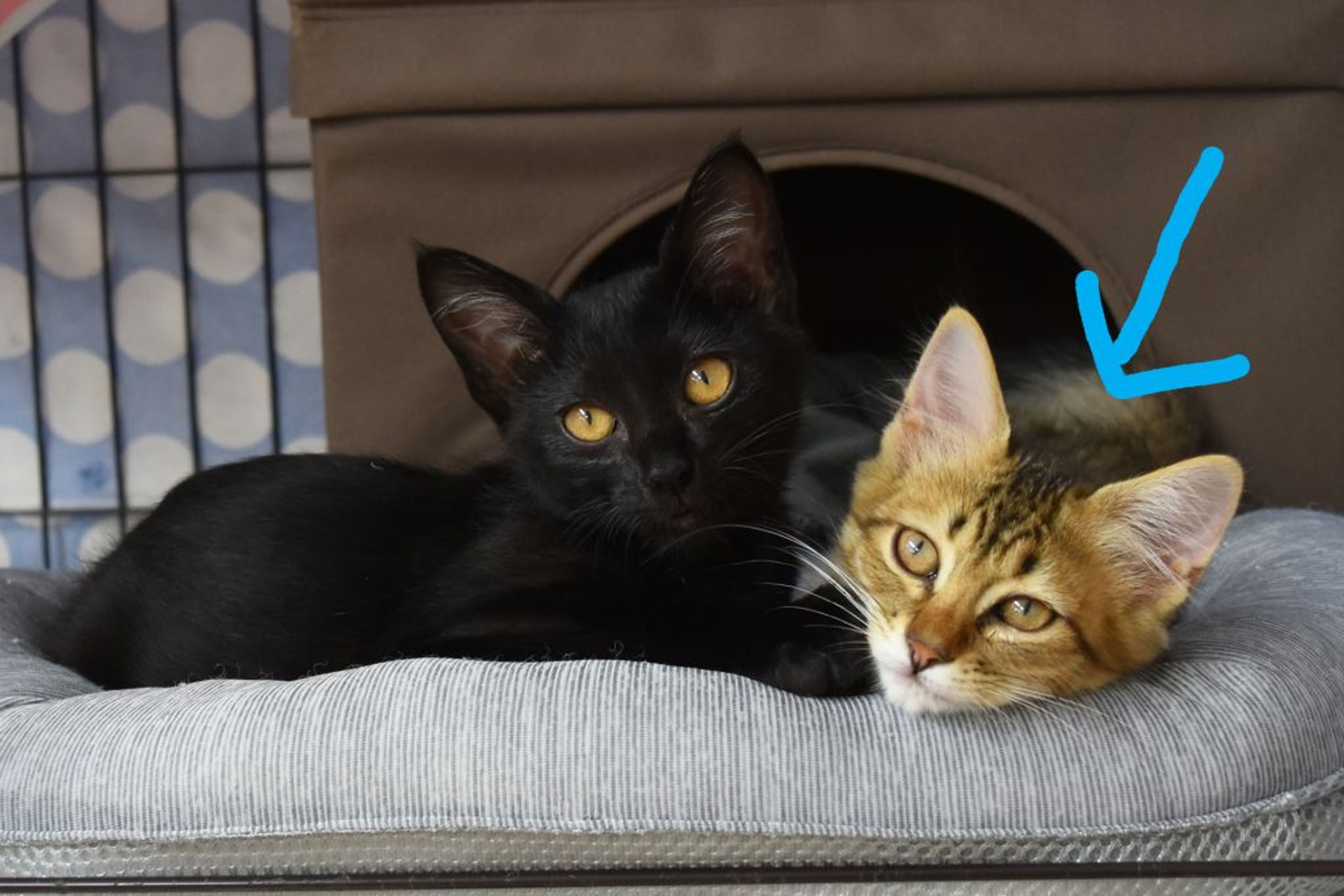 pet-image-3