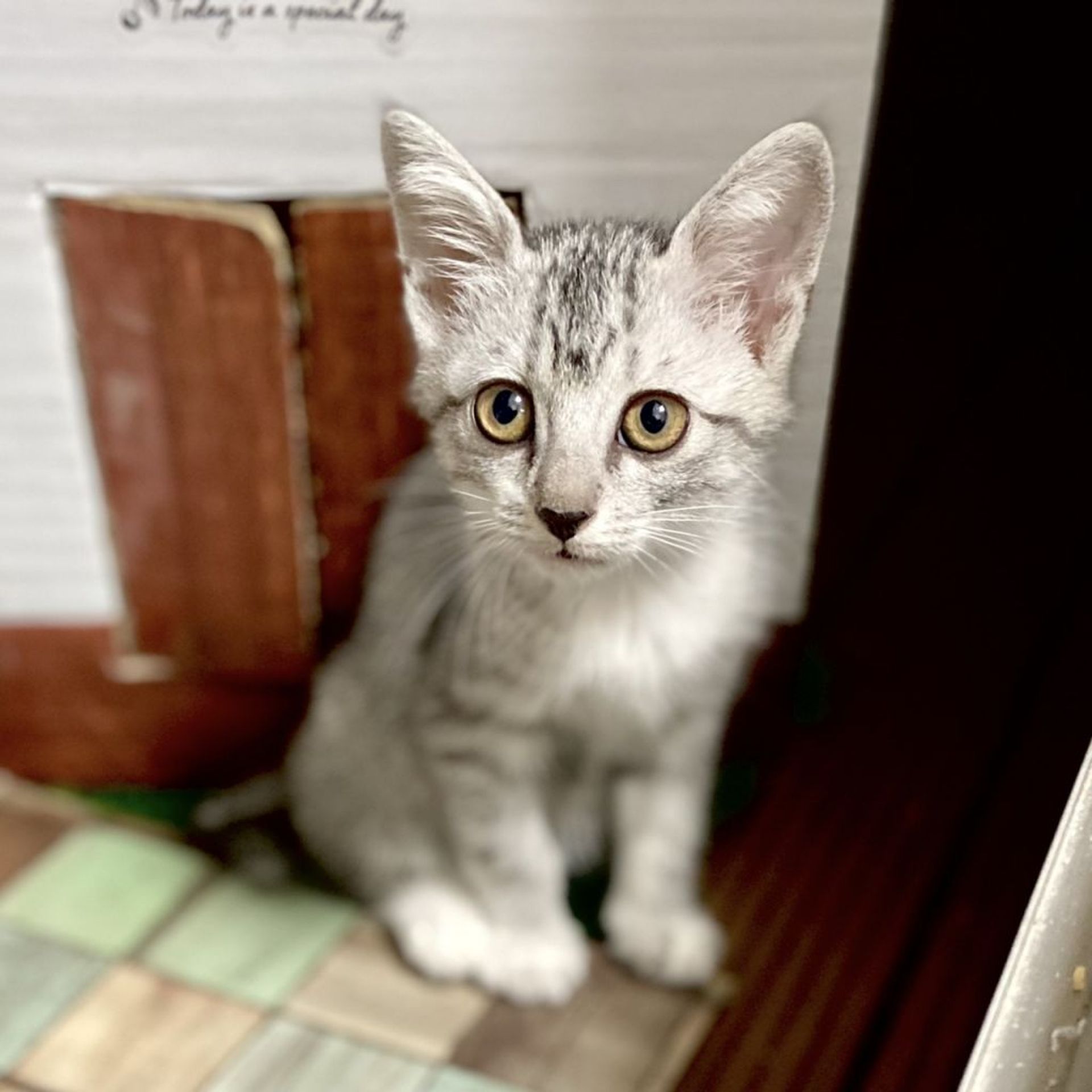 雑種（ミックス猫）・メスの里親募集の写真