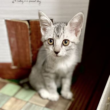ようの写真