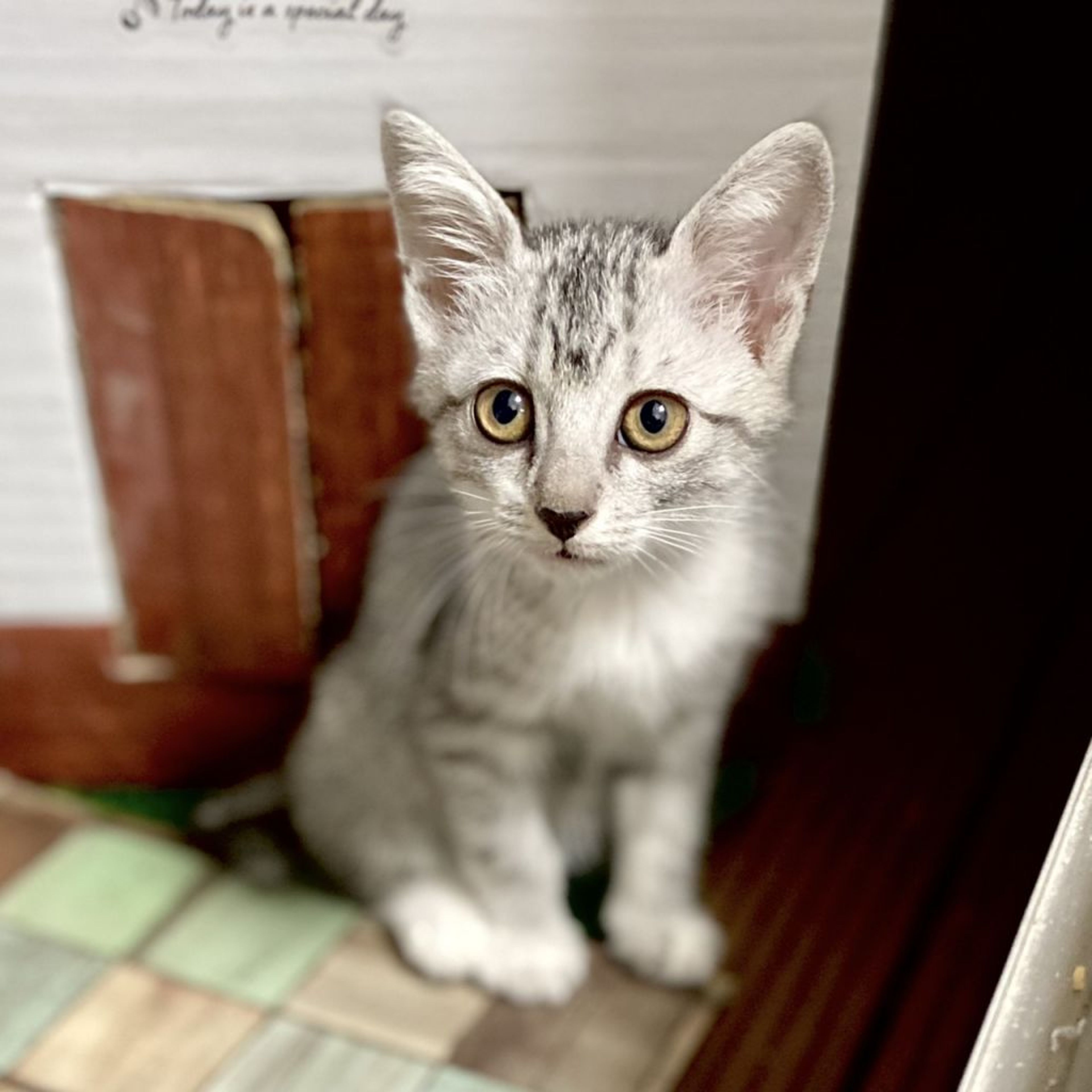 雑種（ミックス猫）・メスの里親募集の写真