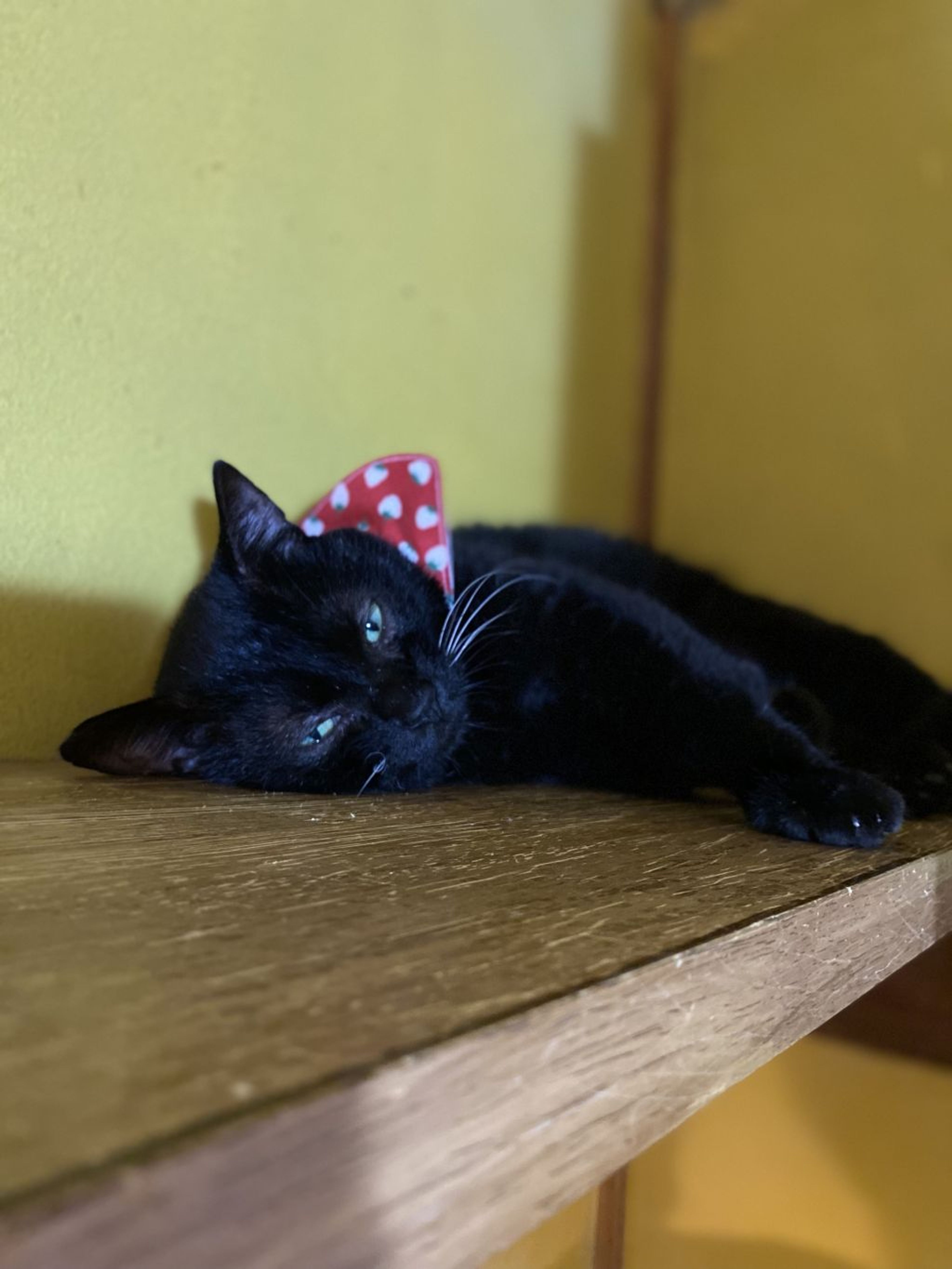 pet-image-3