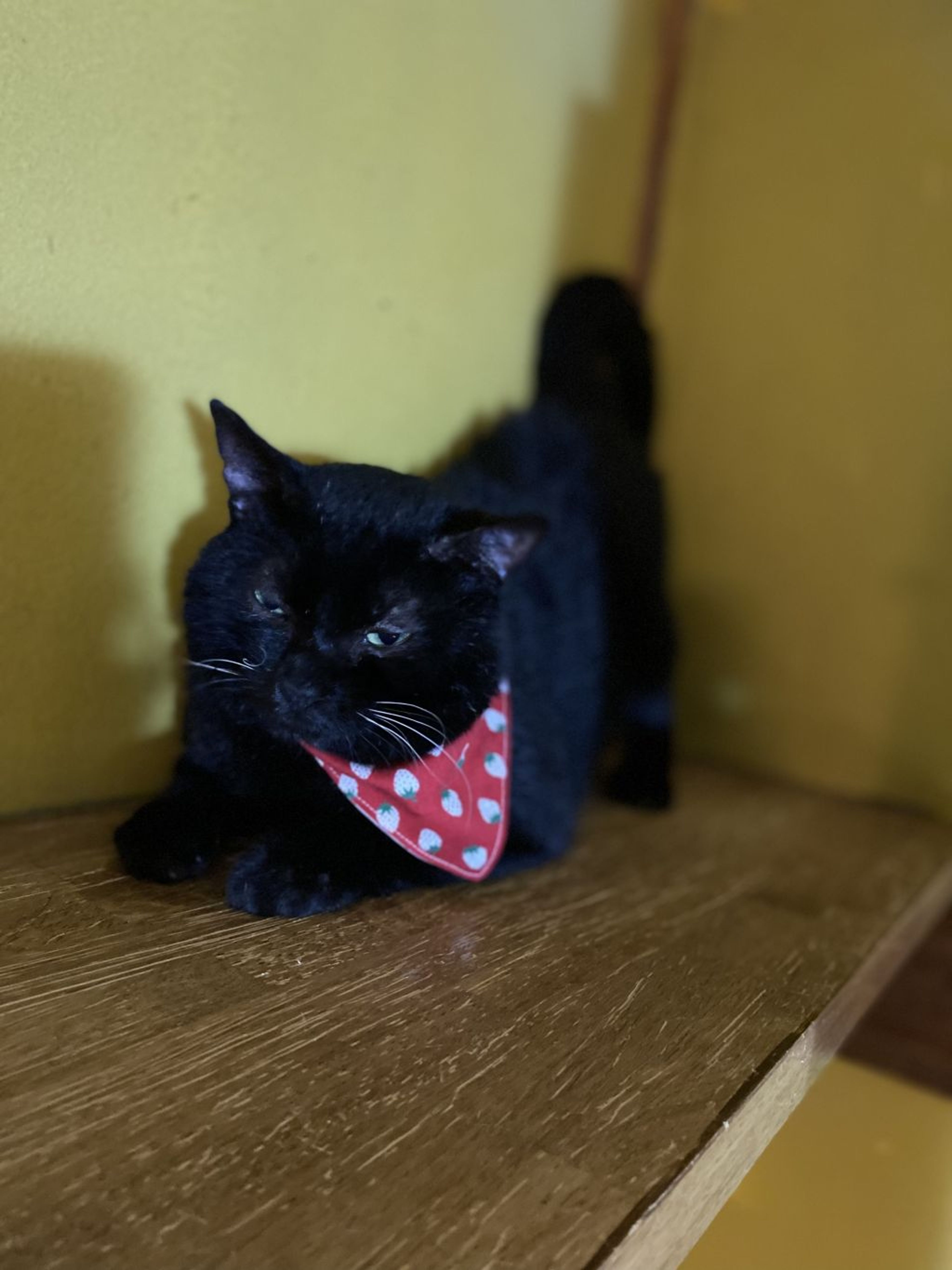 pet-image-4