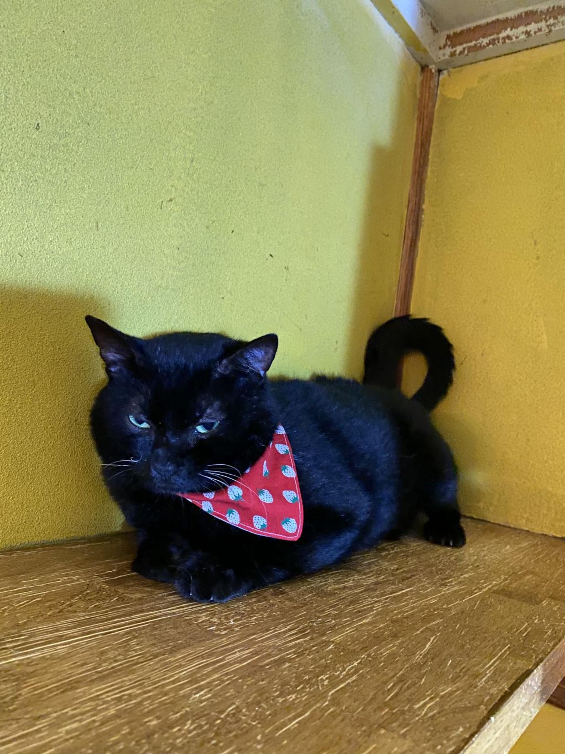 pet-image-5
