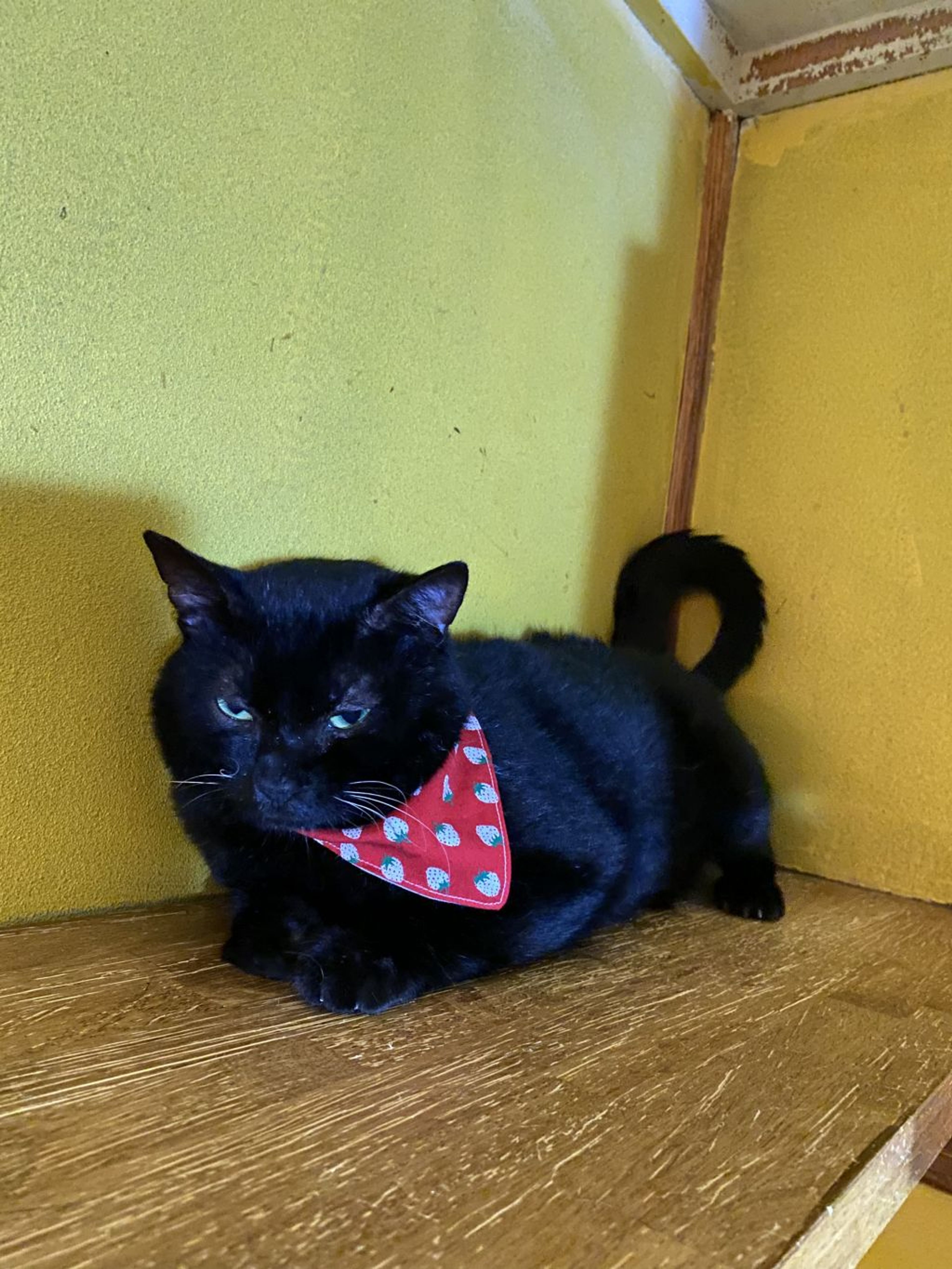 pet-image-5