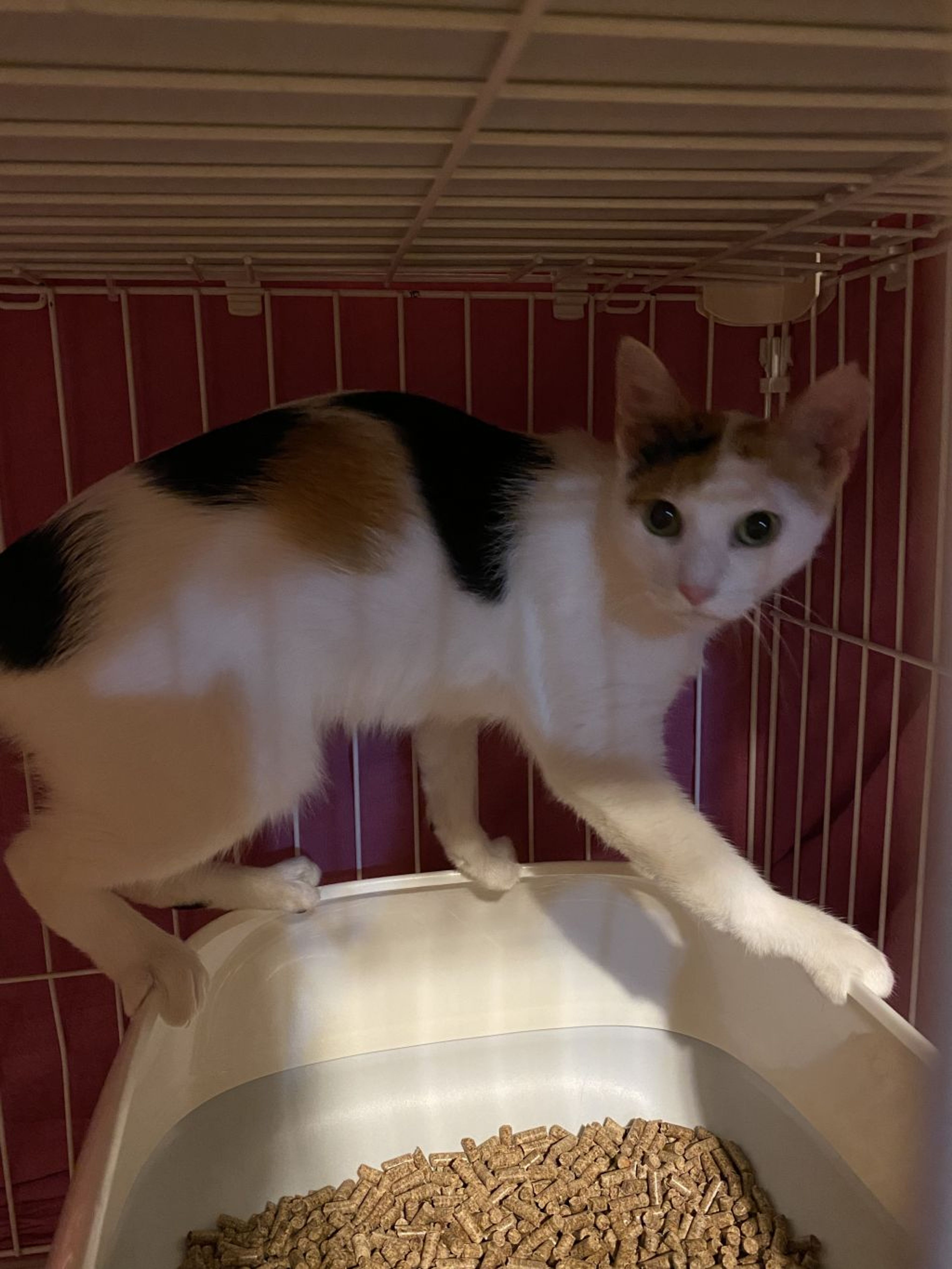 pet-image-3