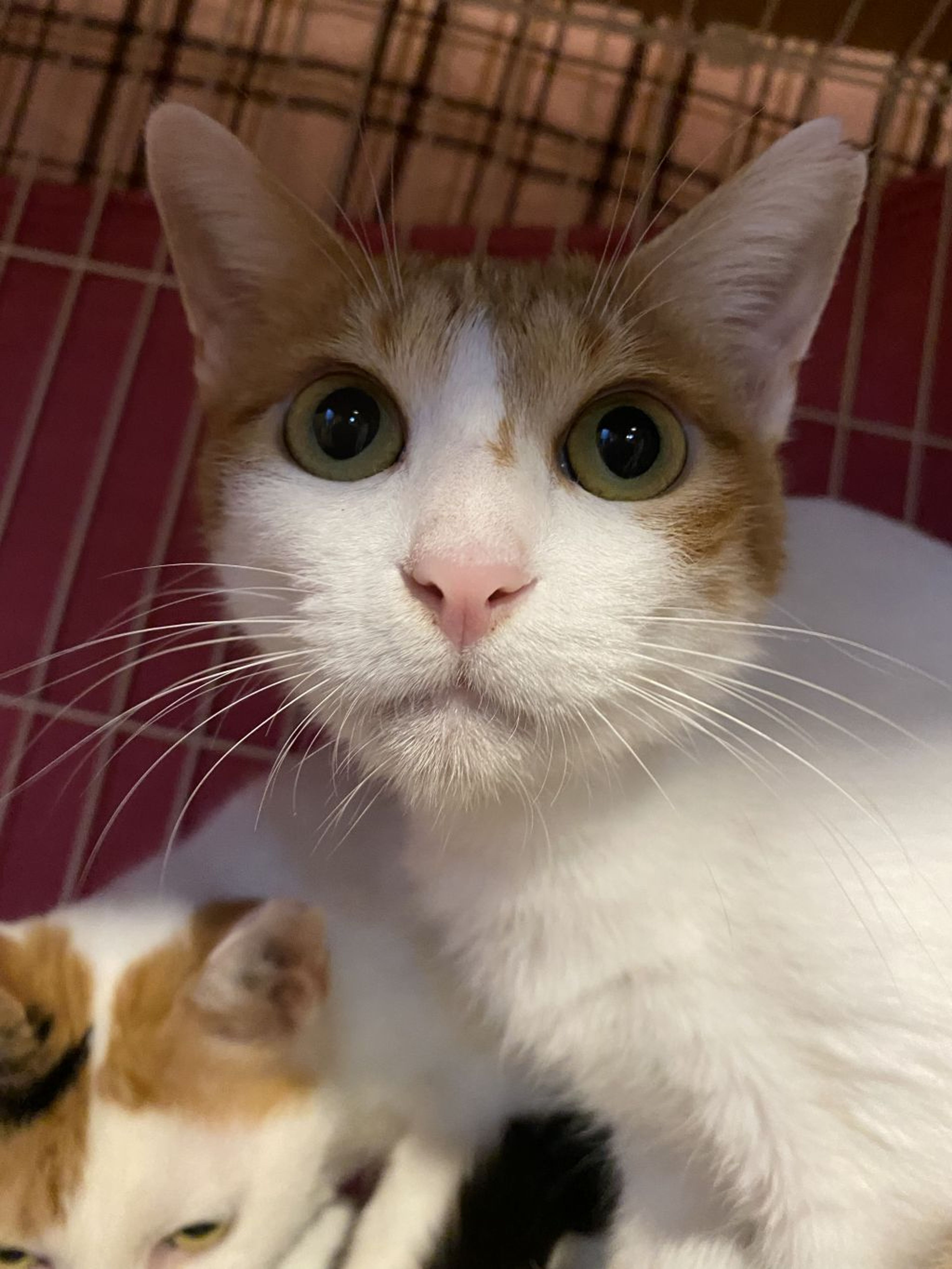 pet-image-2