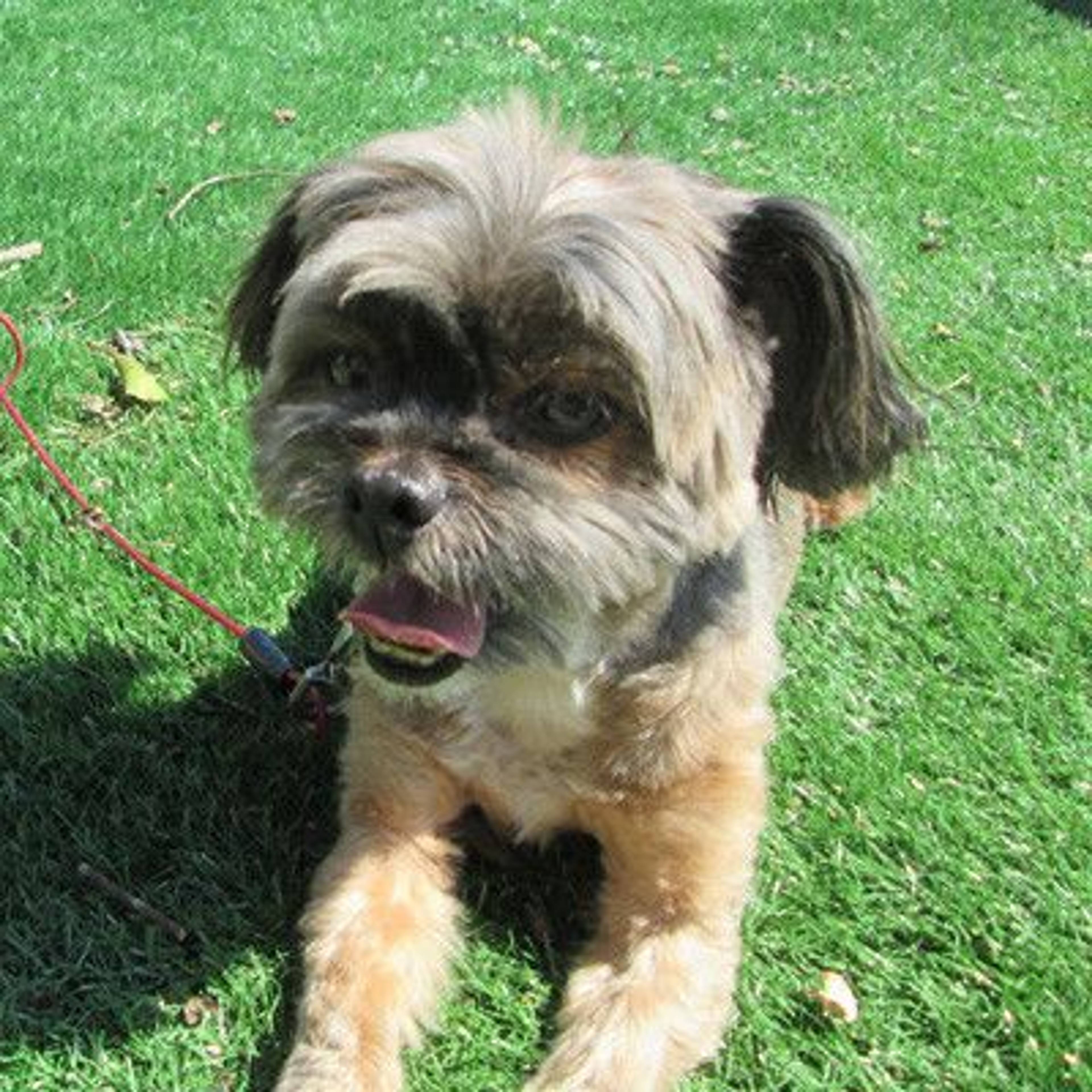 雑種（ミックス犬）・オスの里親募集の写真