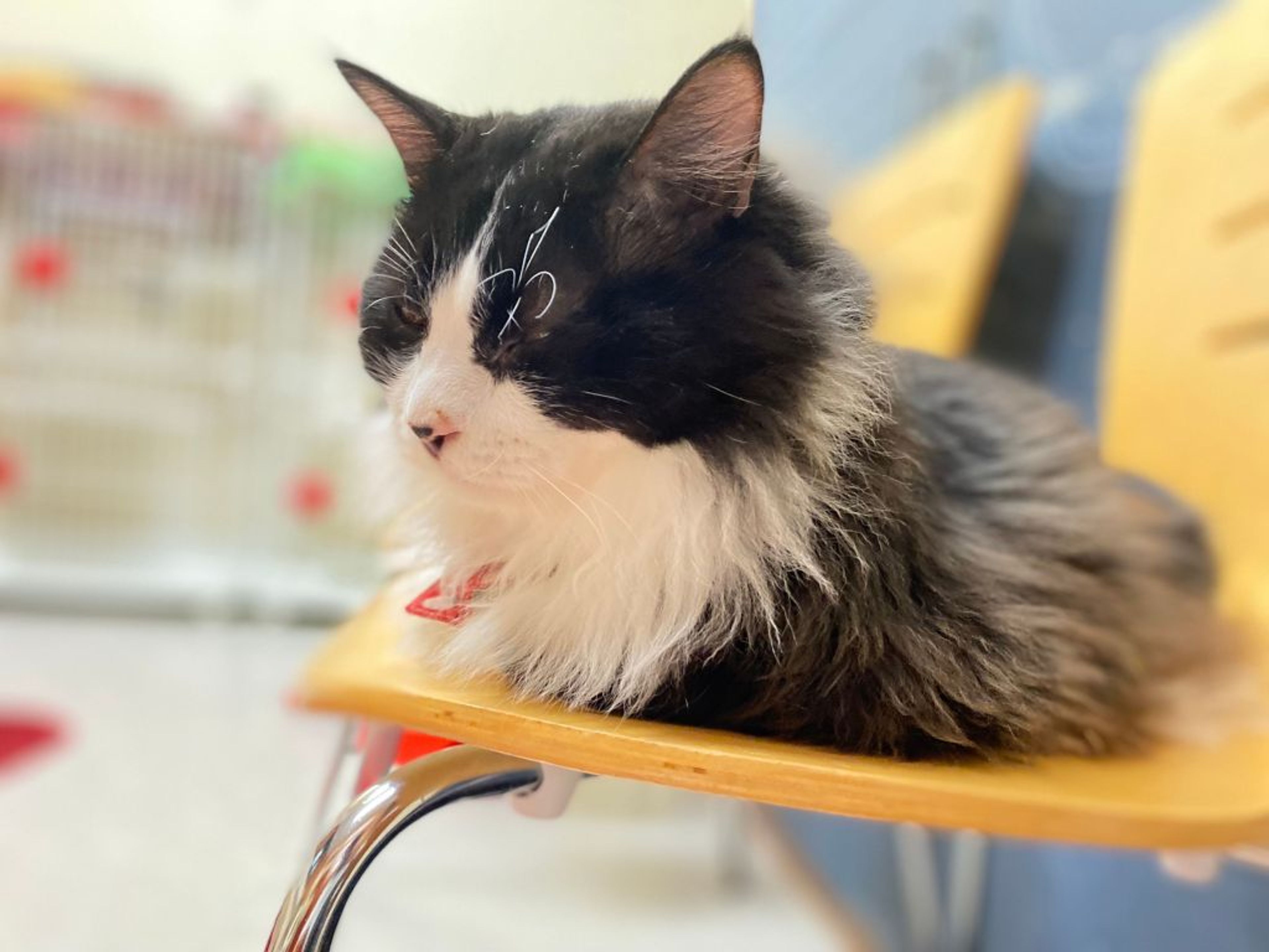 pet-image-4