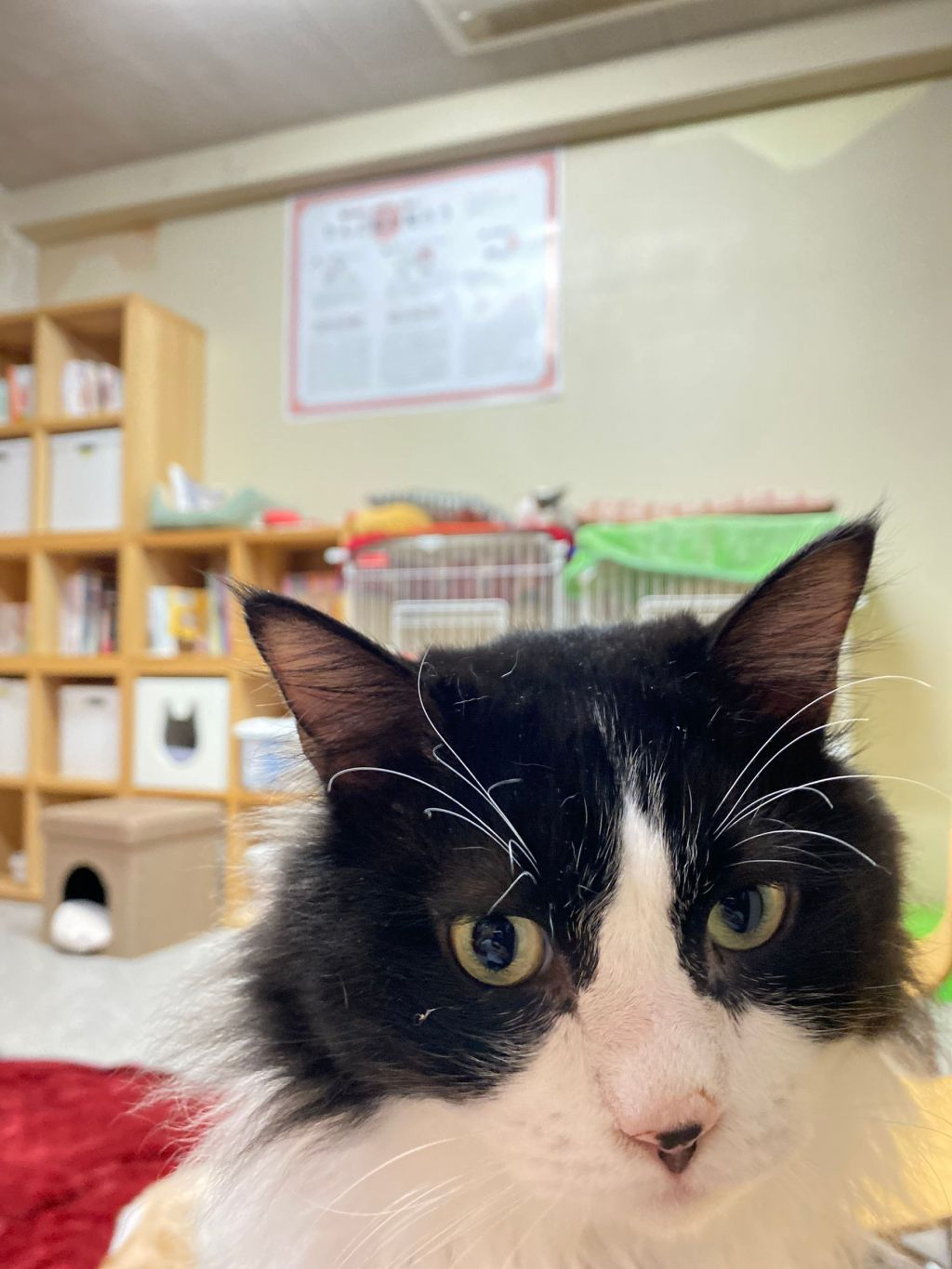 pet-image-6