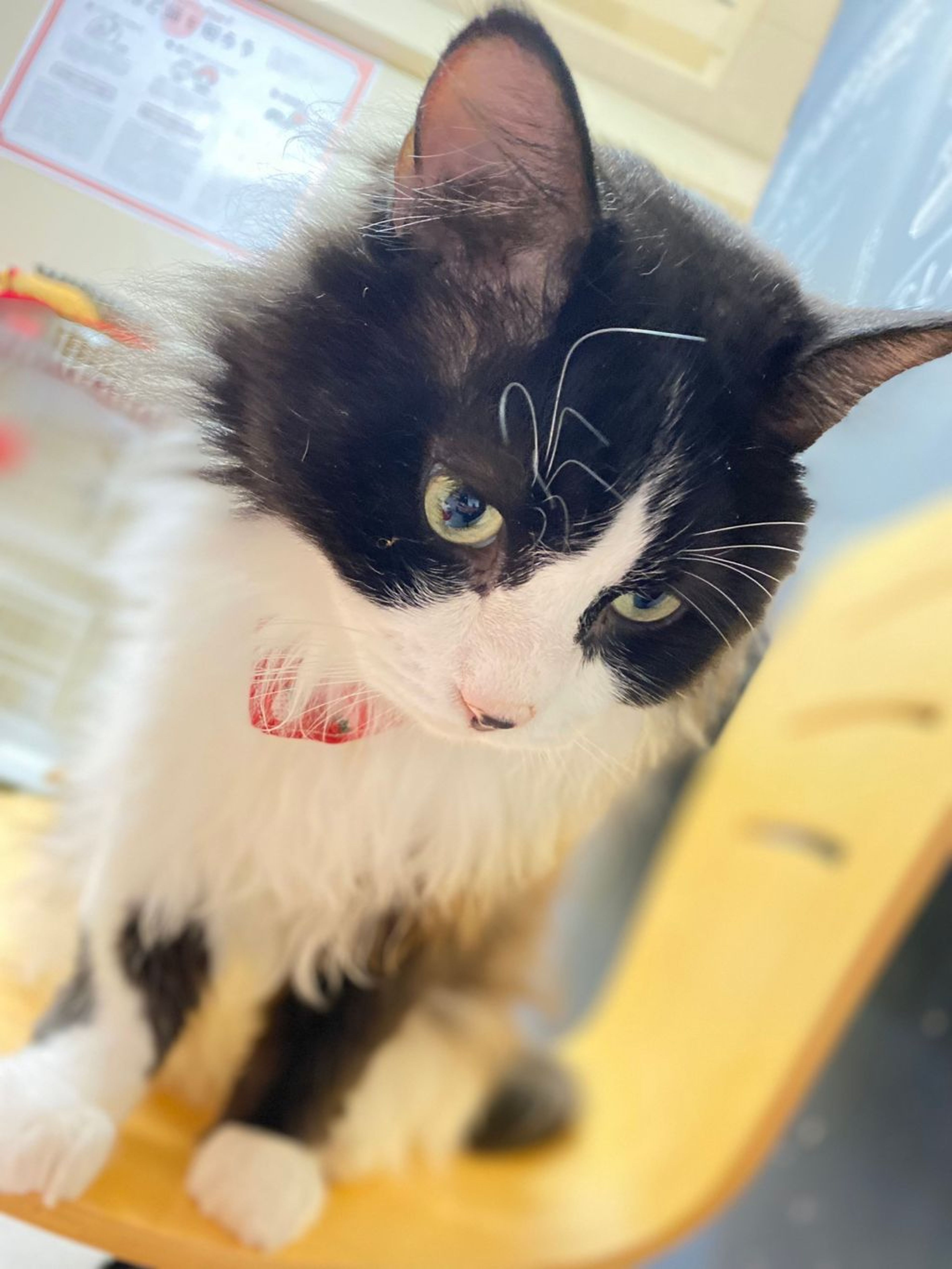 pet-image-7