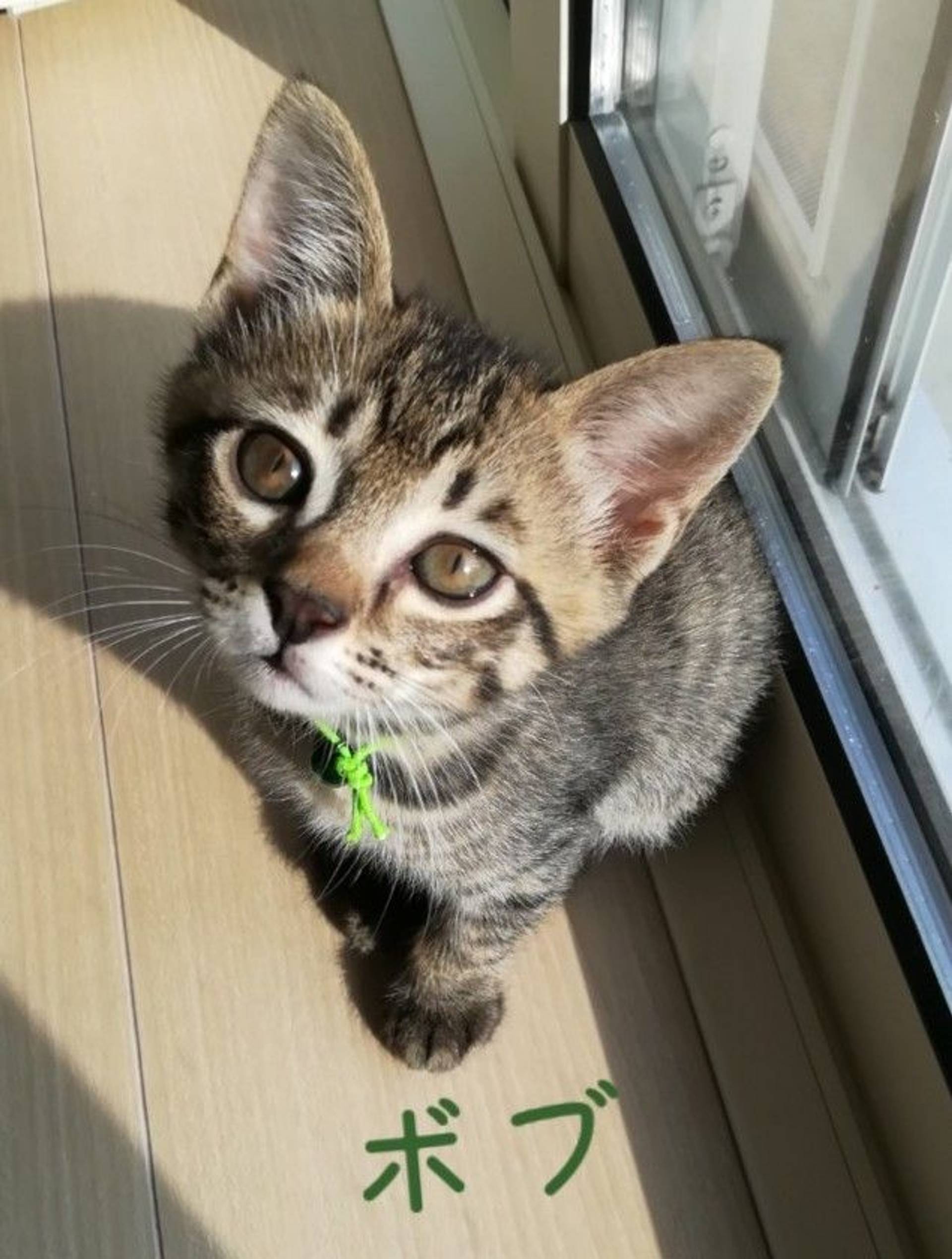 雑種（ミックス猫）・オスの里親募集の写真