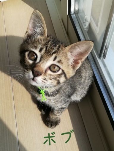 ボブの写真