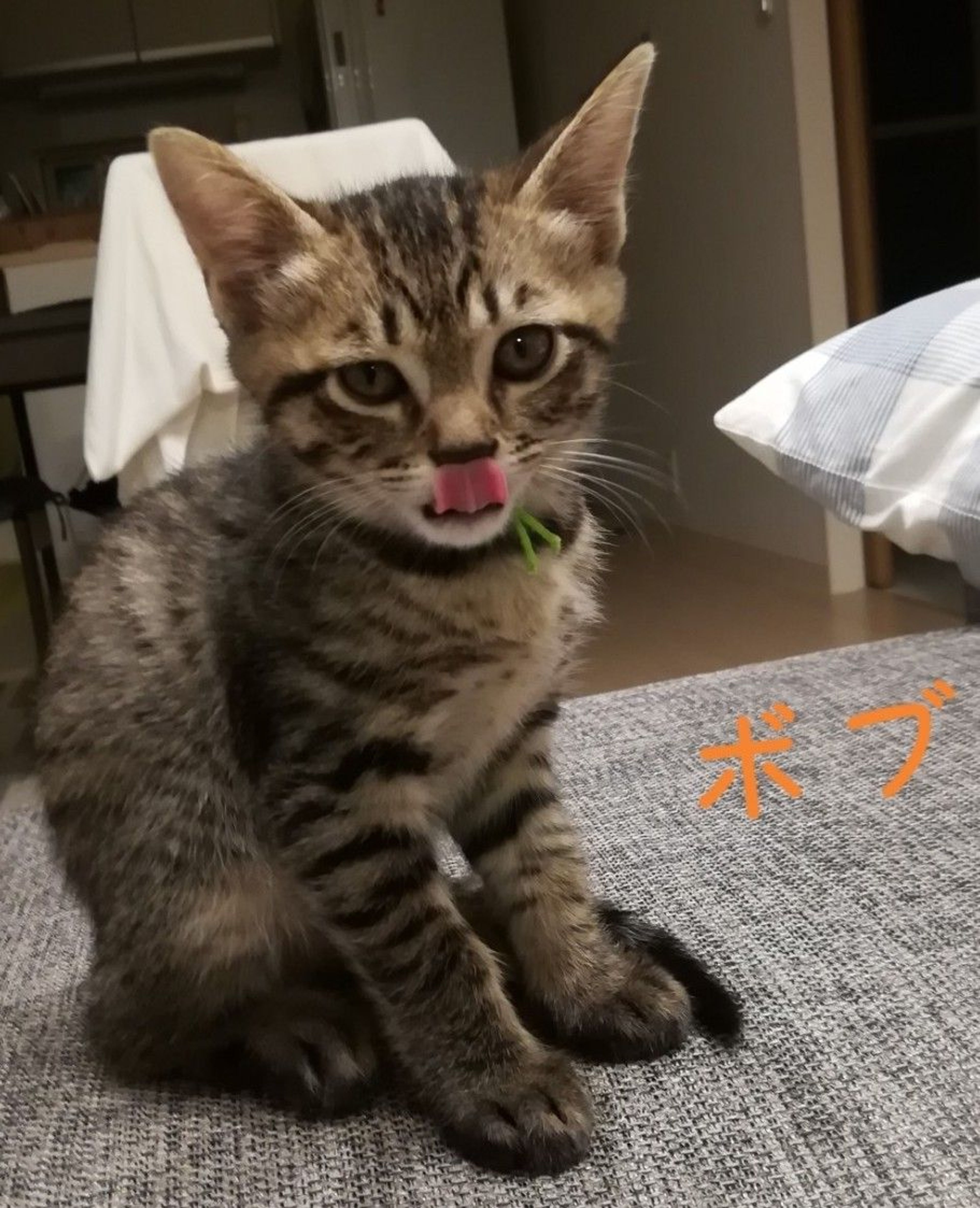 pet-image-2