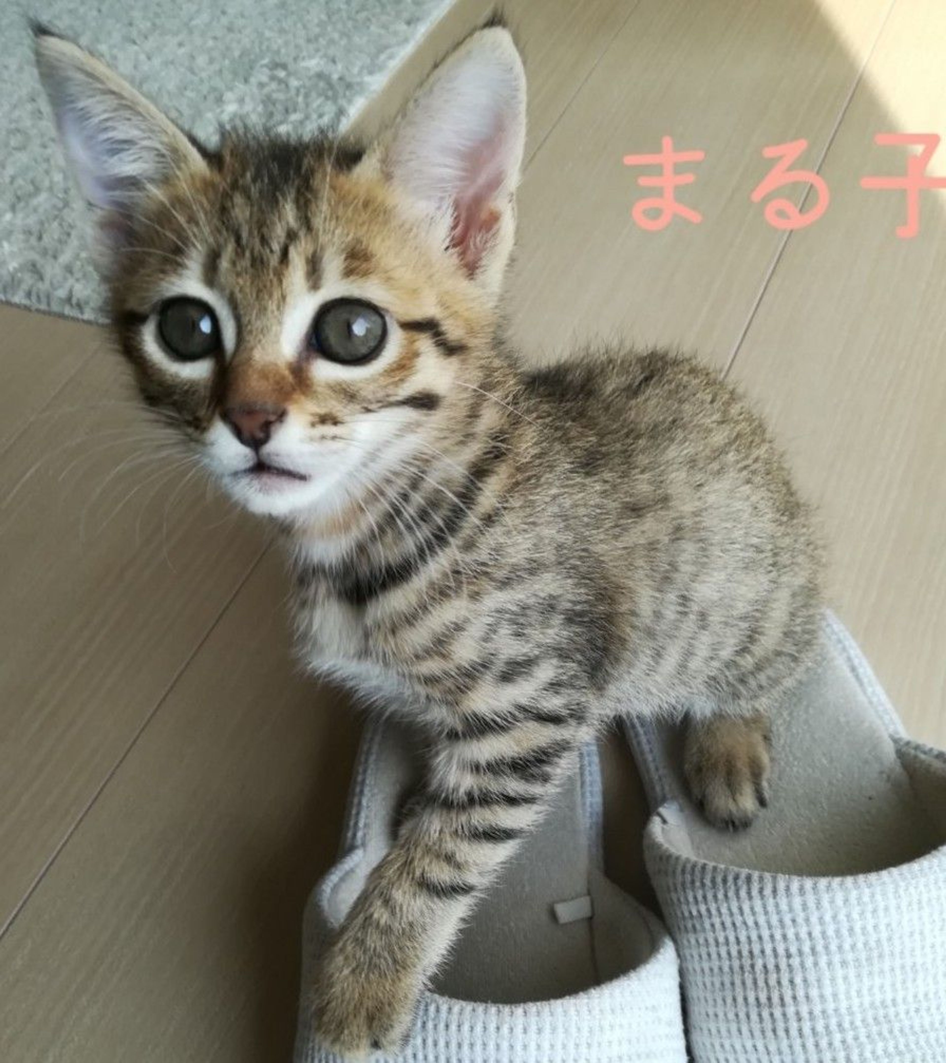 雑種（ミックス猫）・メスの里親募集の写真