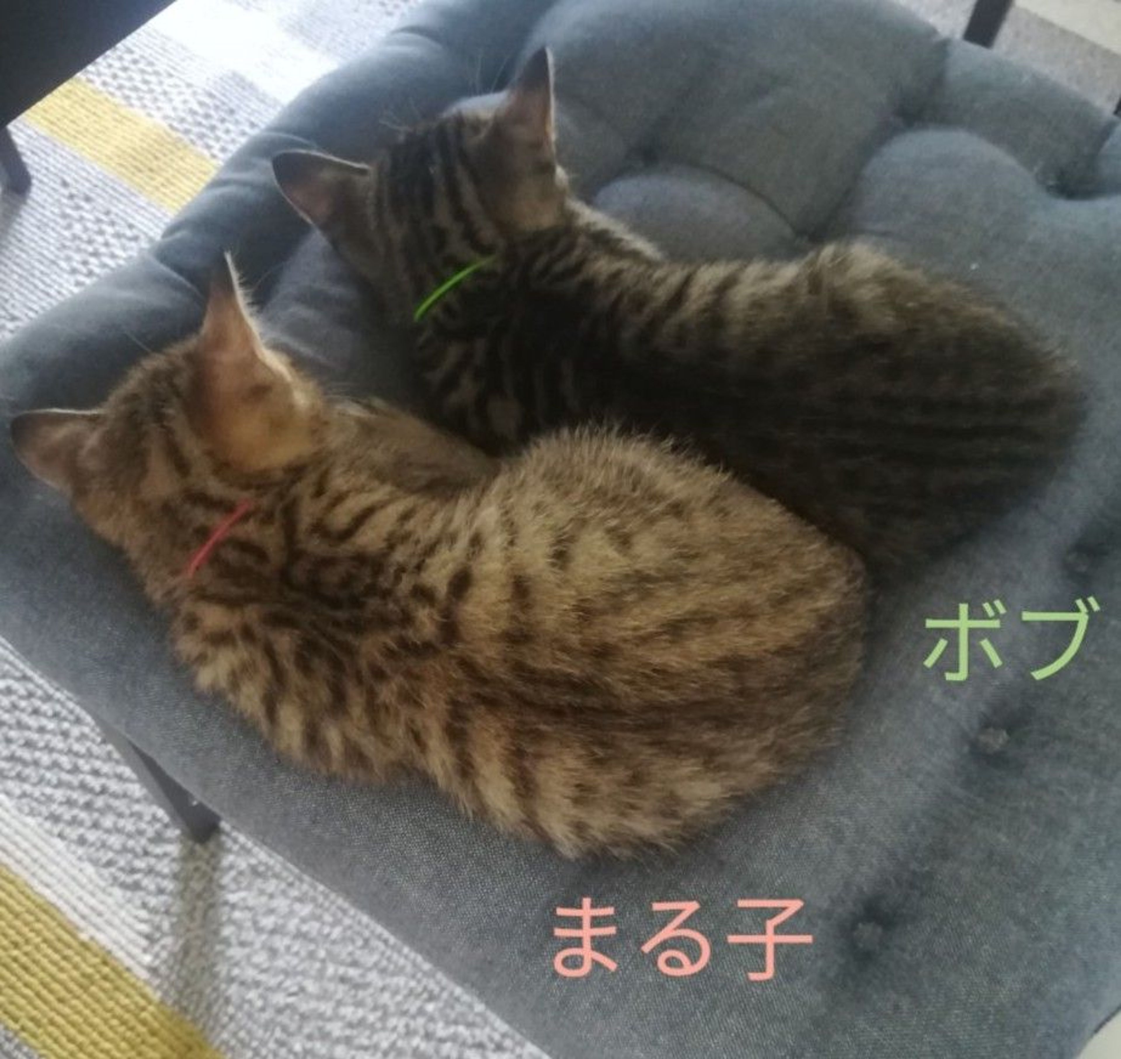 pet-image-5