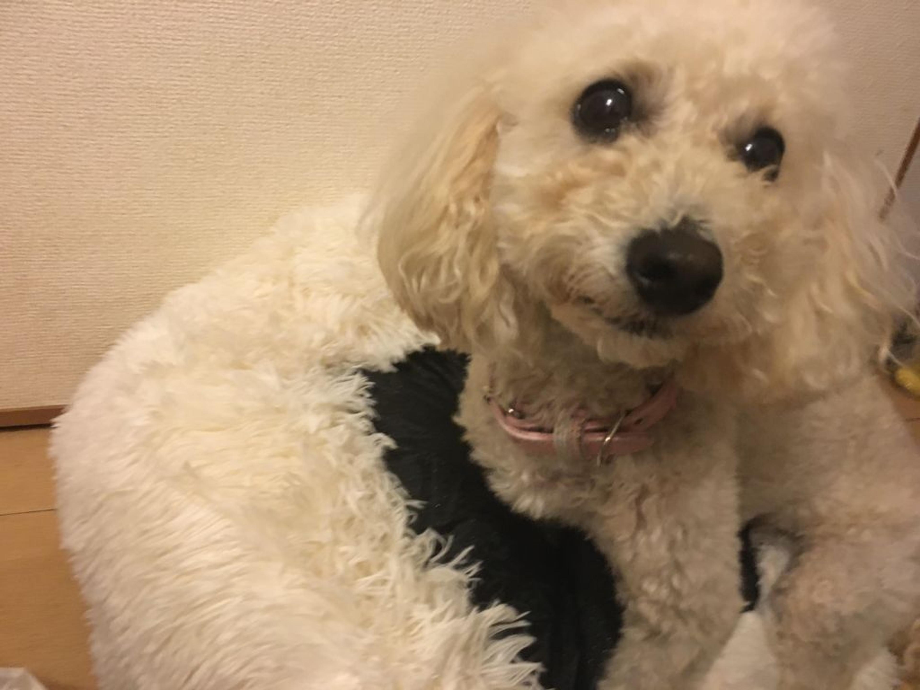 pet-image-2
