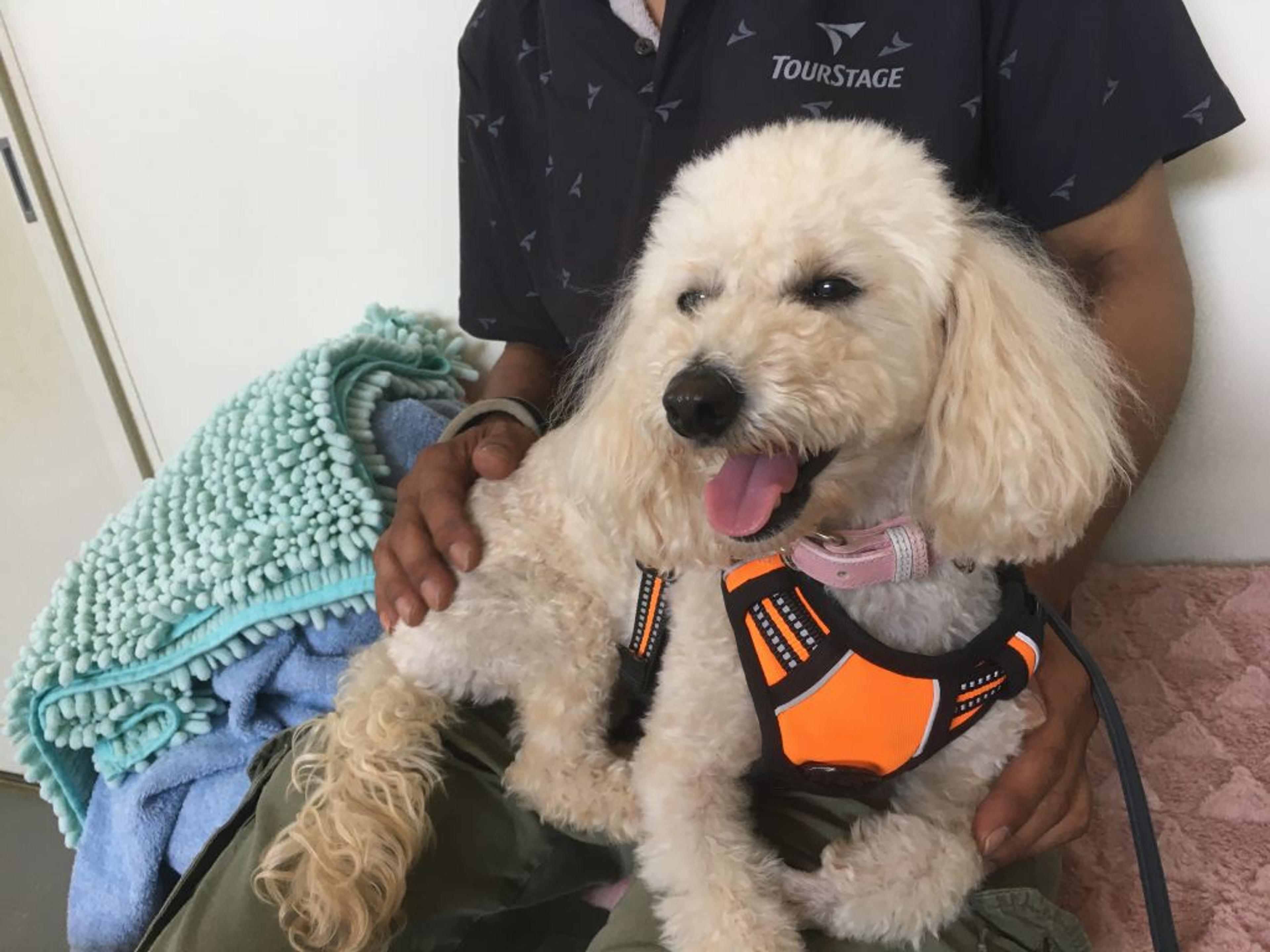 pet-image-3
