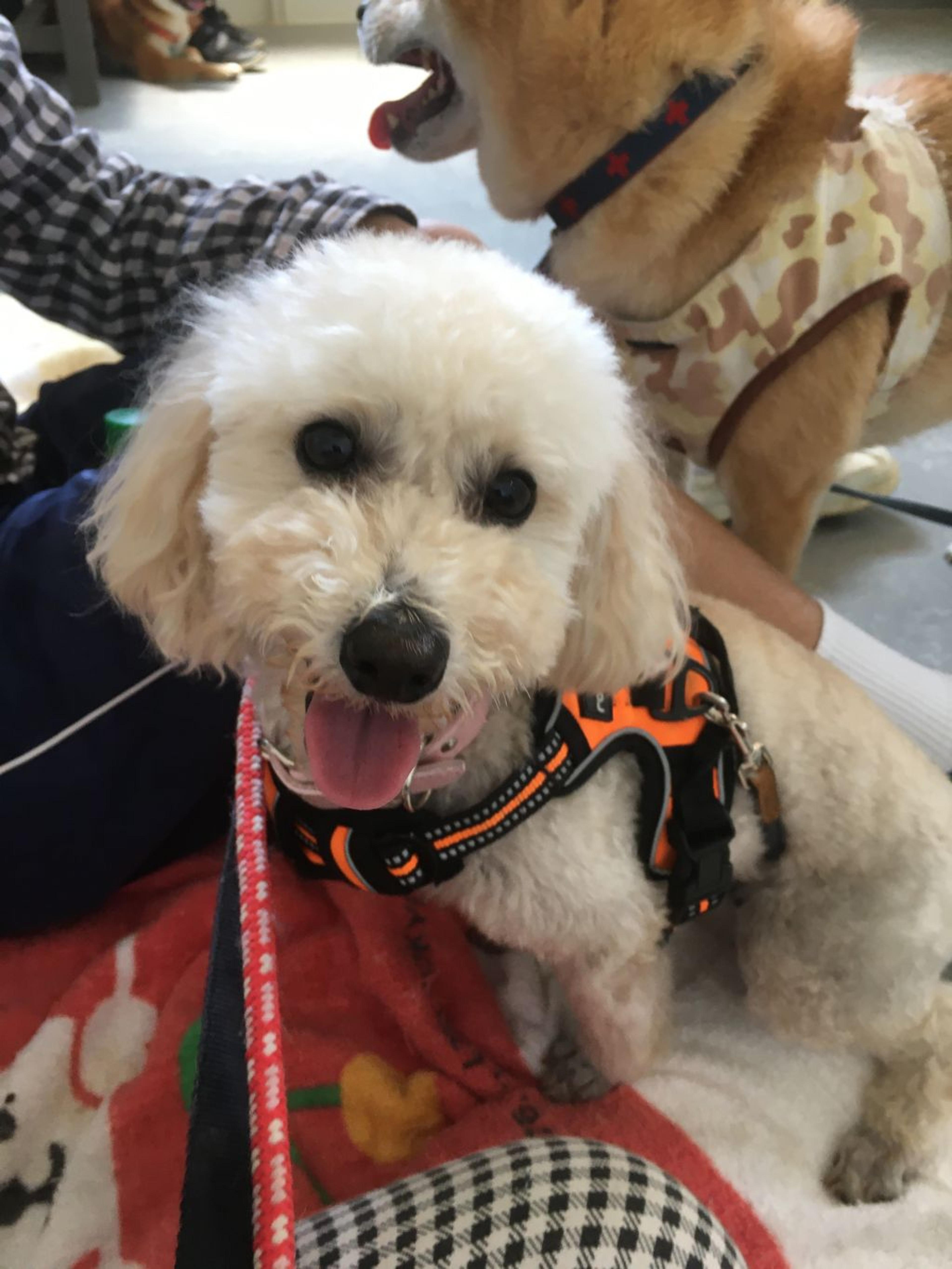 pet-image-4
