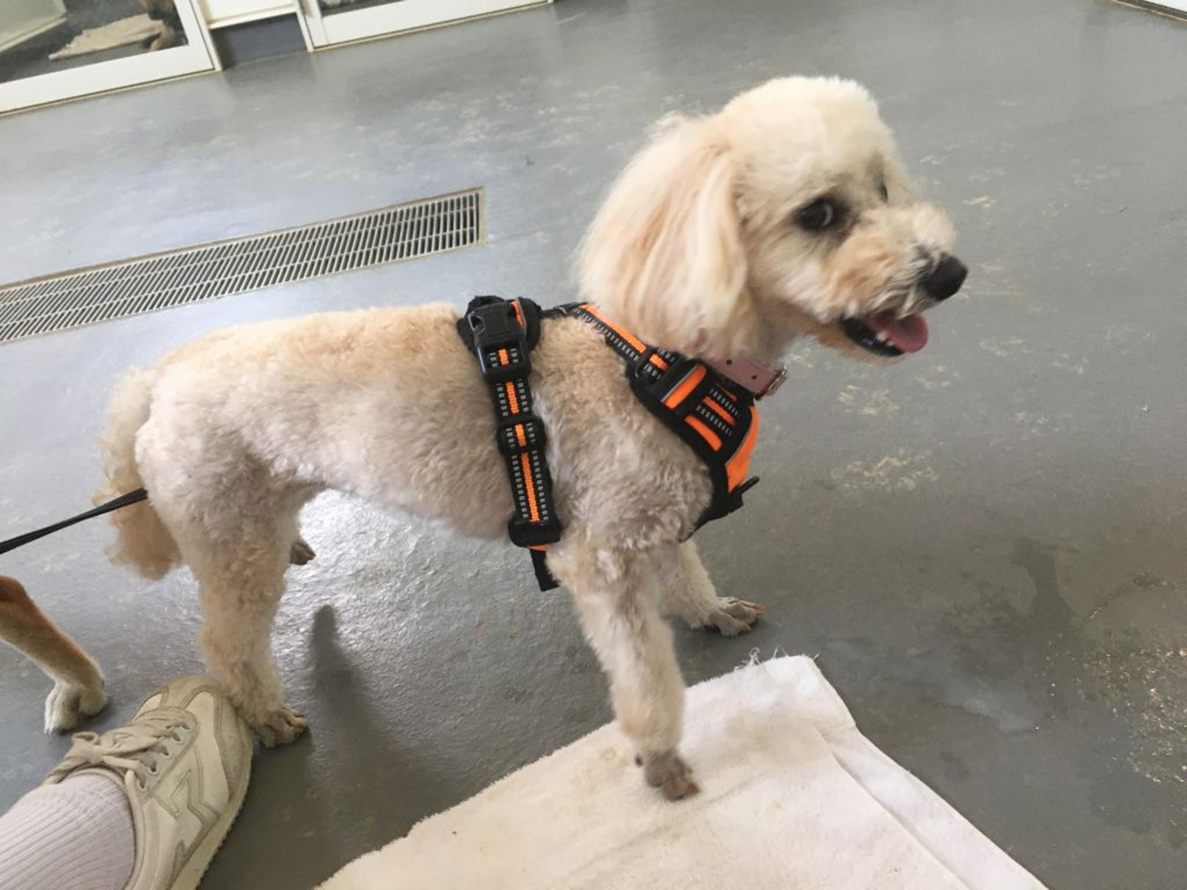 pet-image-5