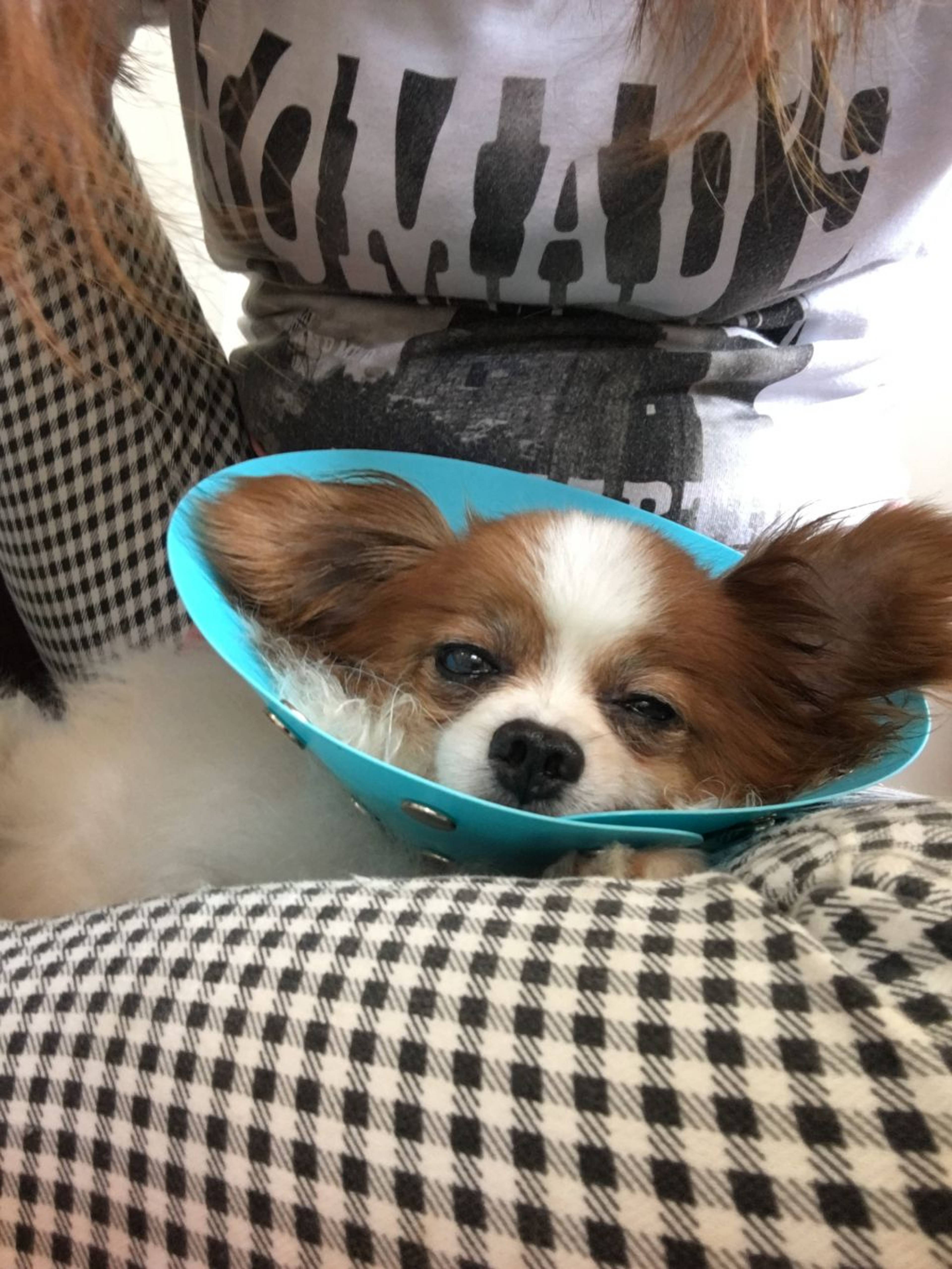 パピヨン・オスの里親募集の写真