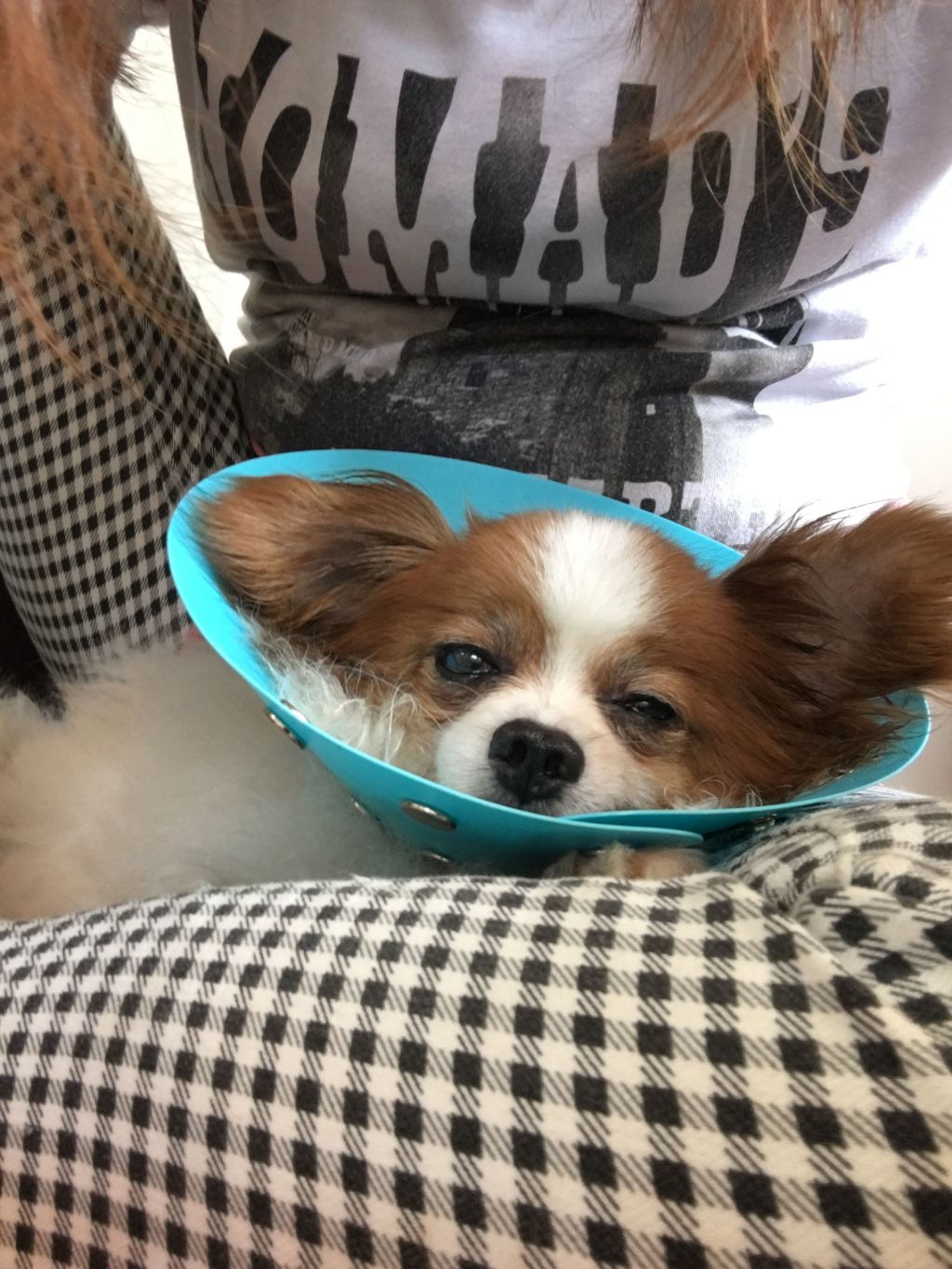 パピヨン・オスの里親募集の写真