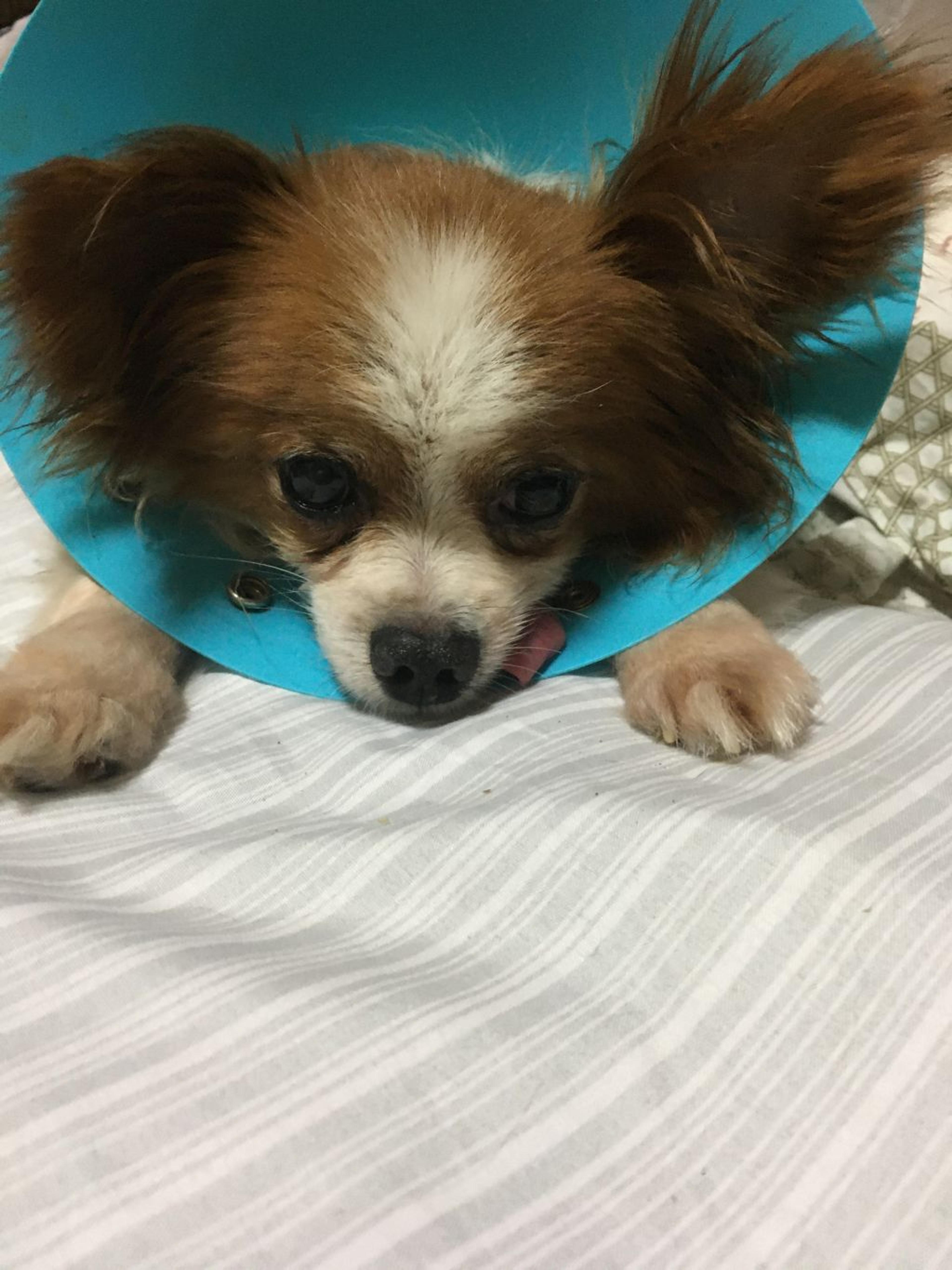 pet-image-2