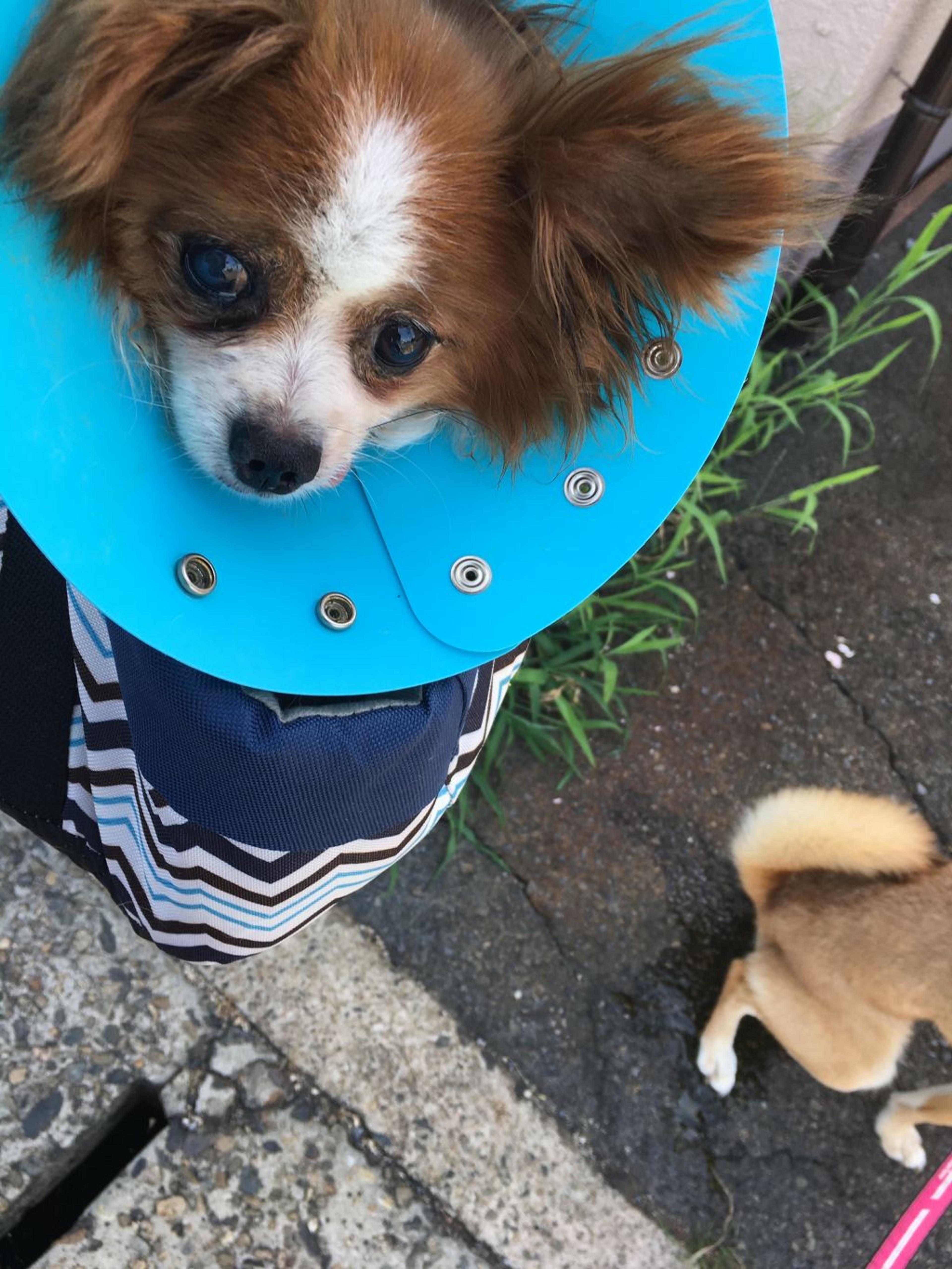 pet-image-4